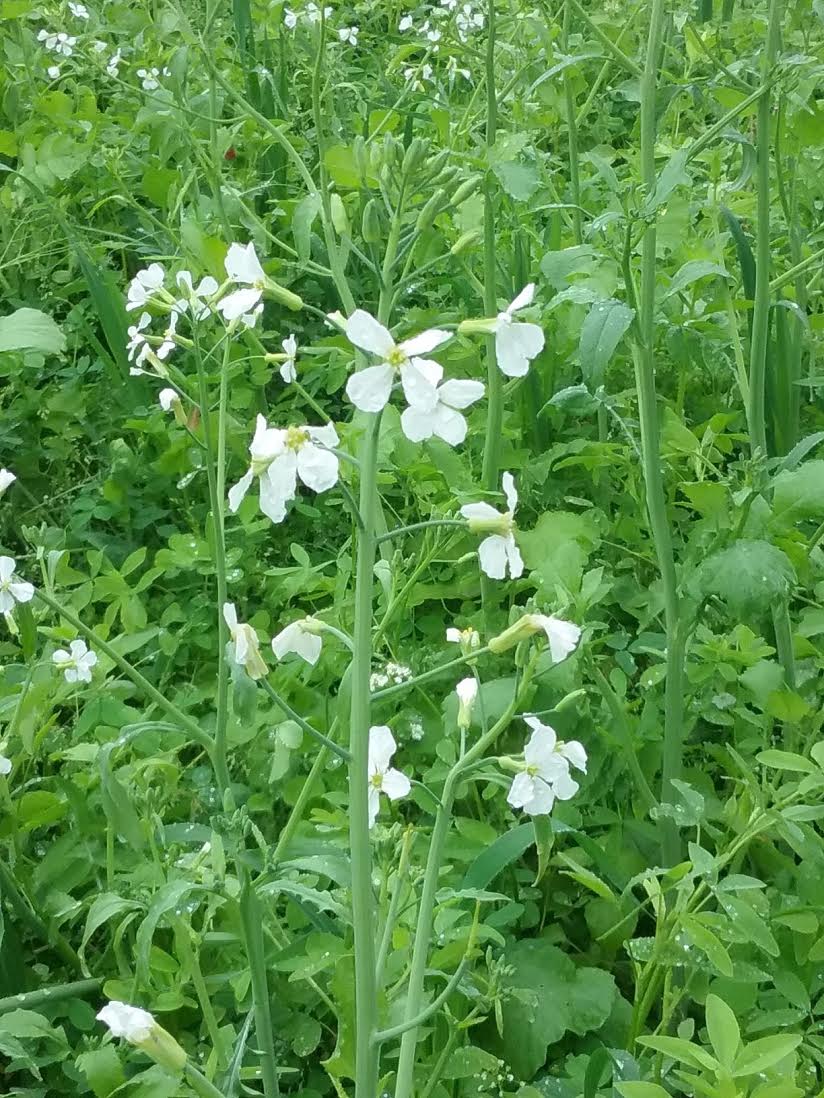Clover - Sweet Yellow Blossom