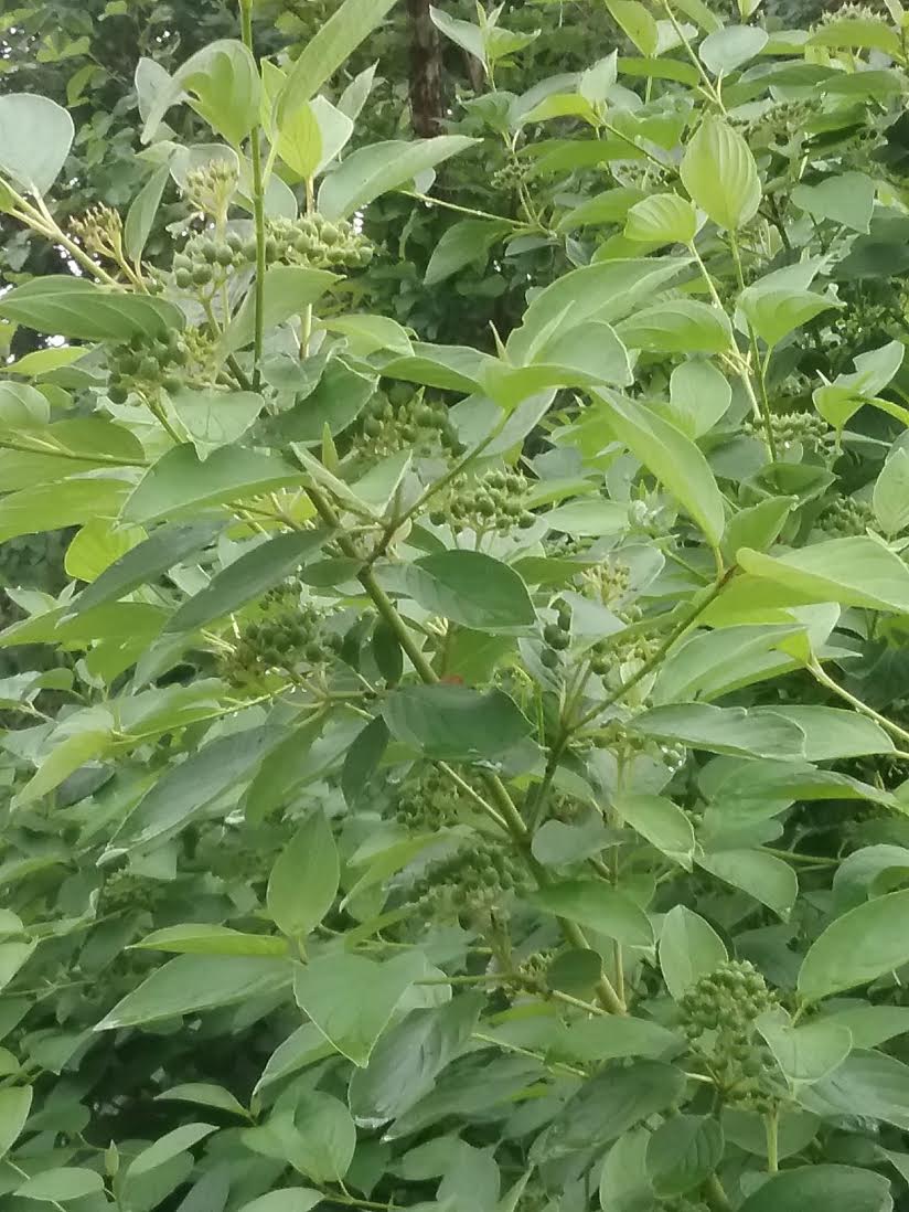 Dogwood Berries
