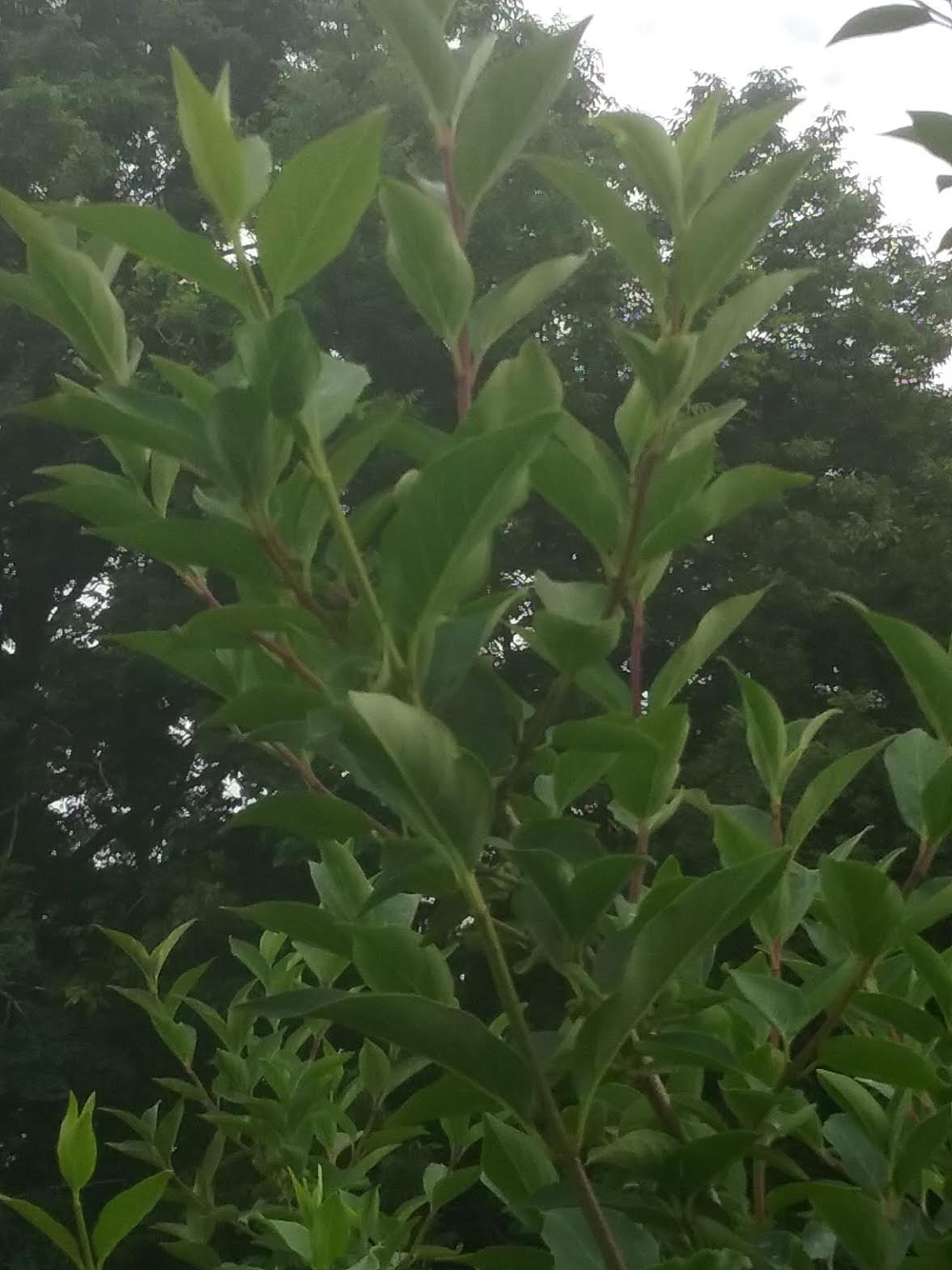 Forsythia Foliage