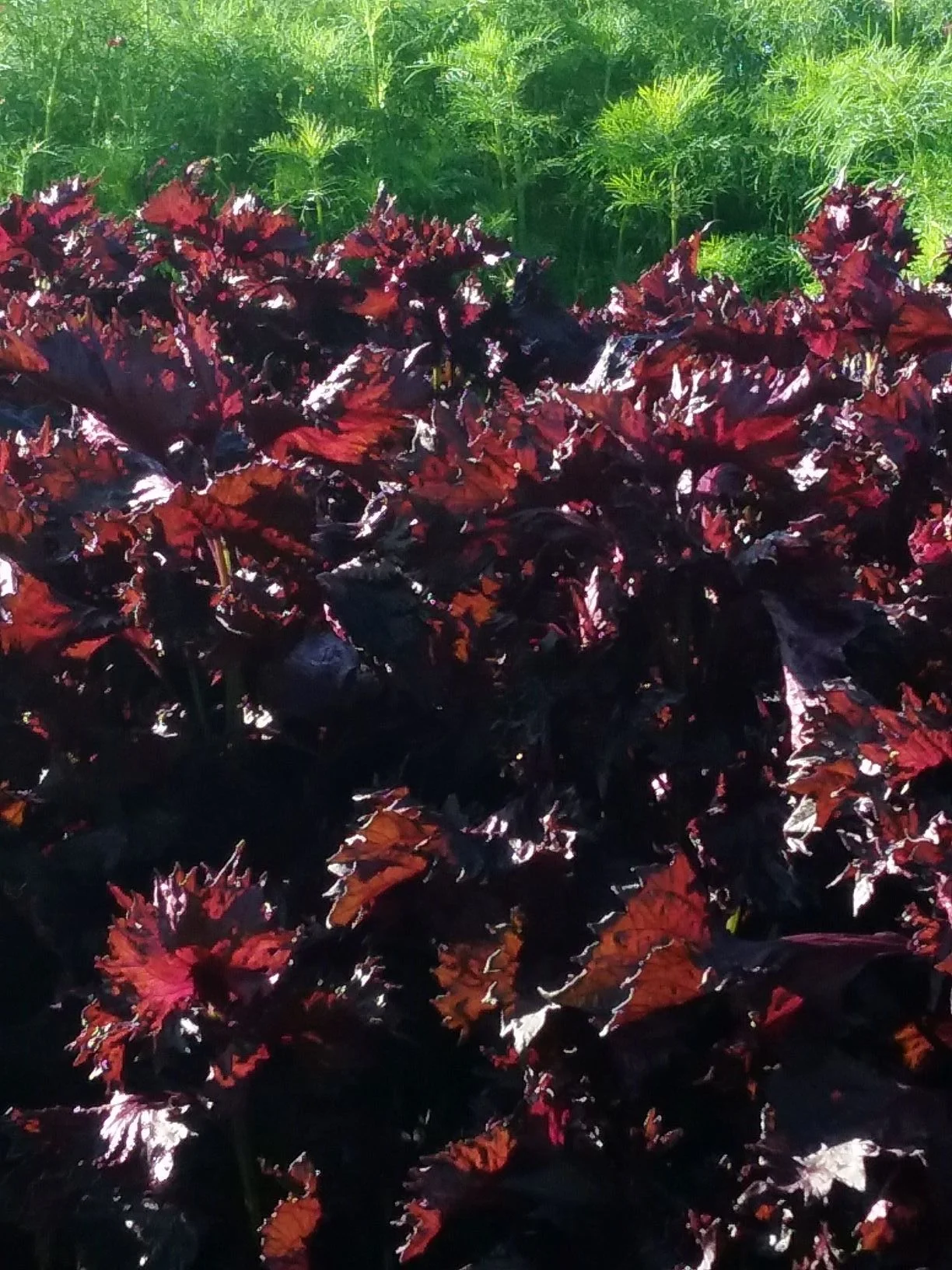 Perilla Shiso