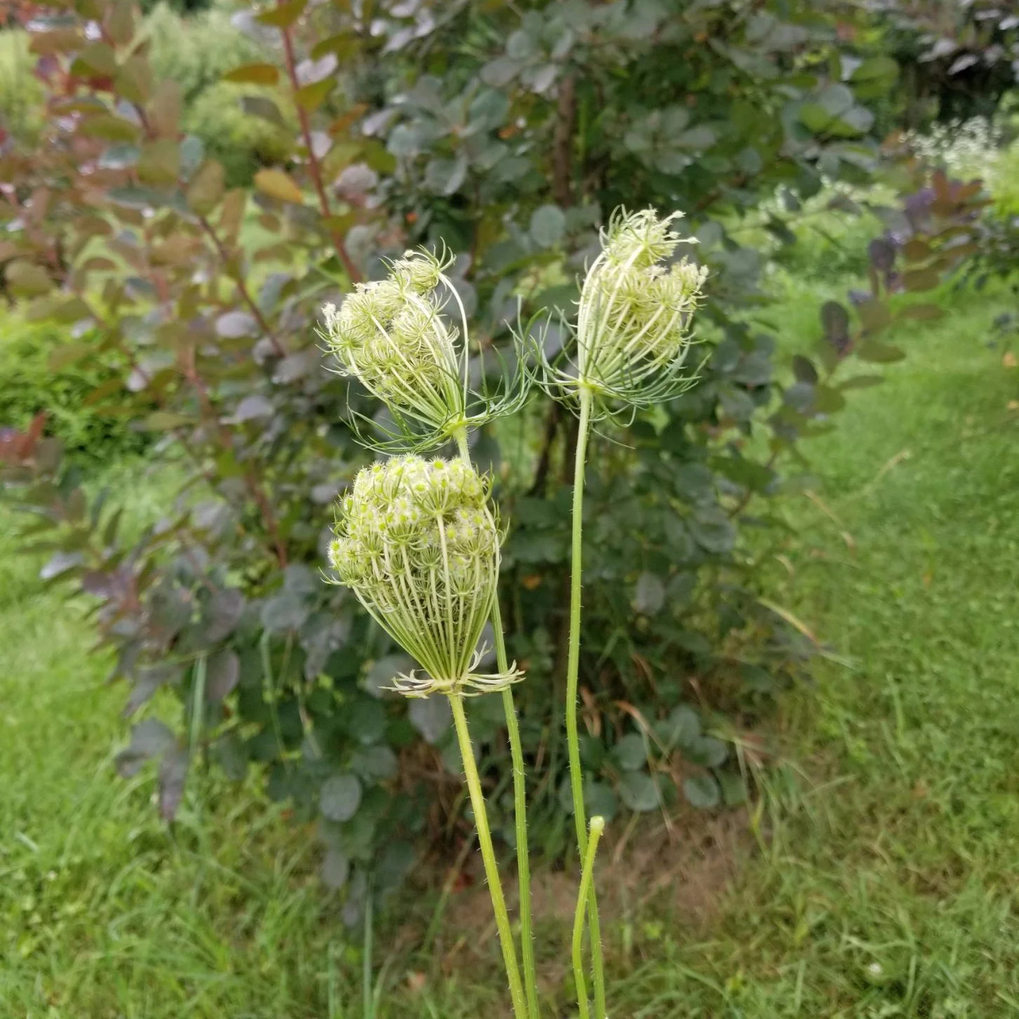 Queen Anne's Lace Pods