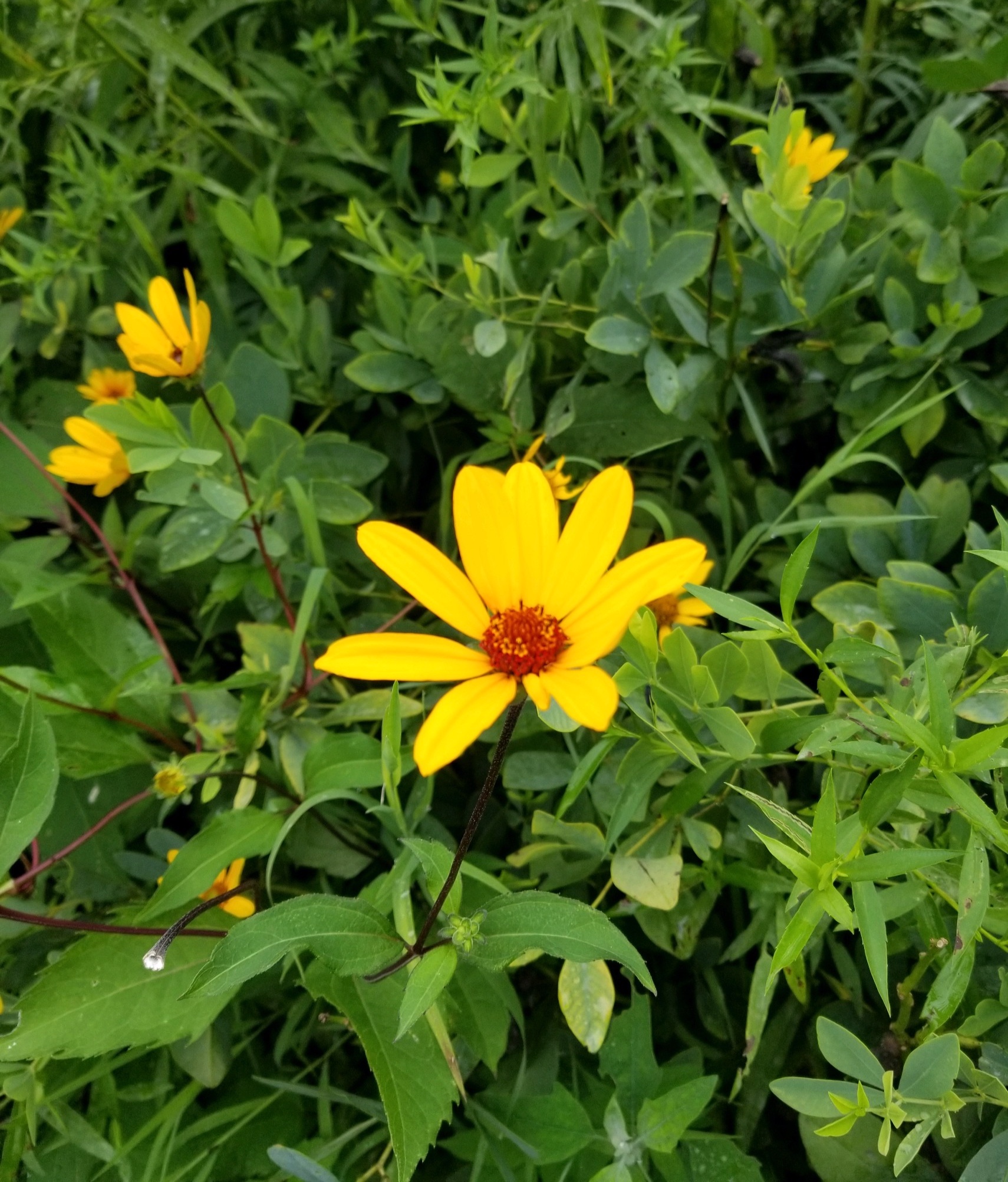Heliopsis