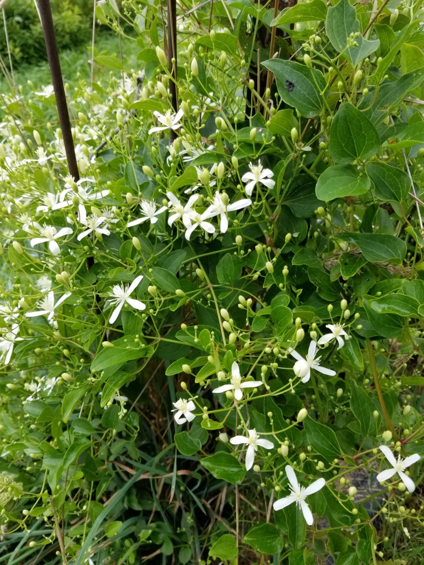 Autumn Clematis