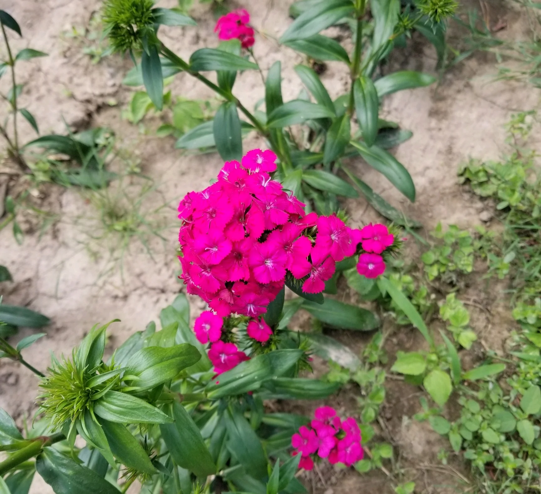 Cherry Dianthus