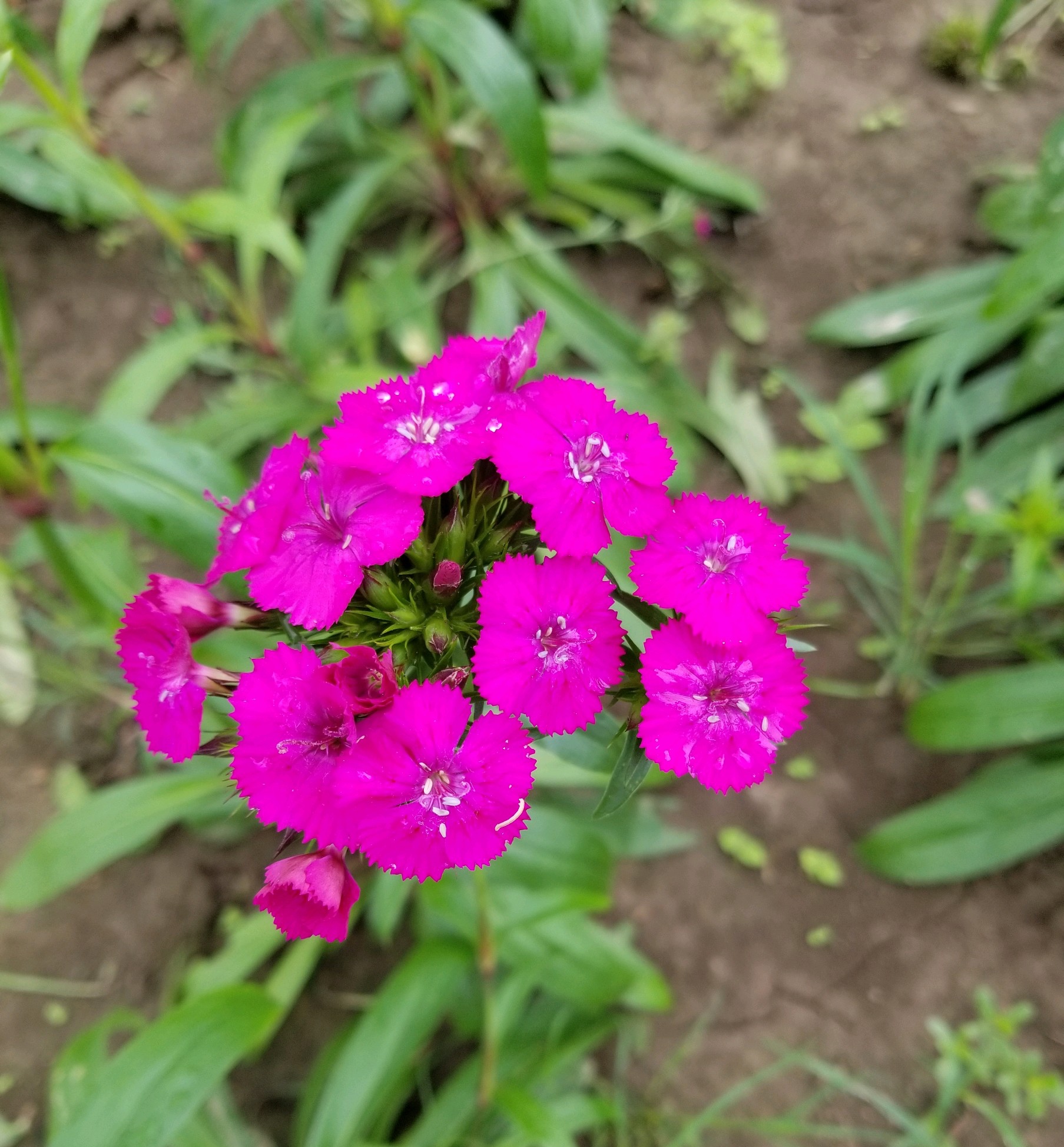 Purple Dianthus