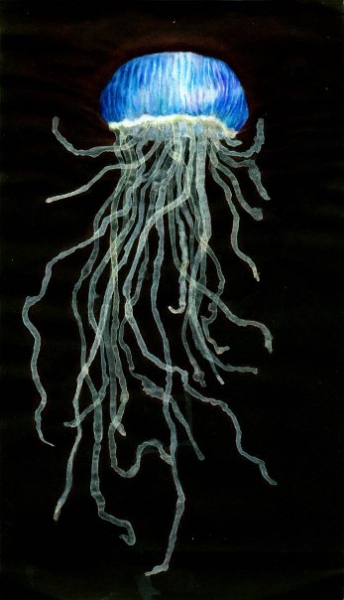 Jelly