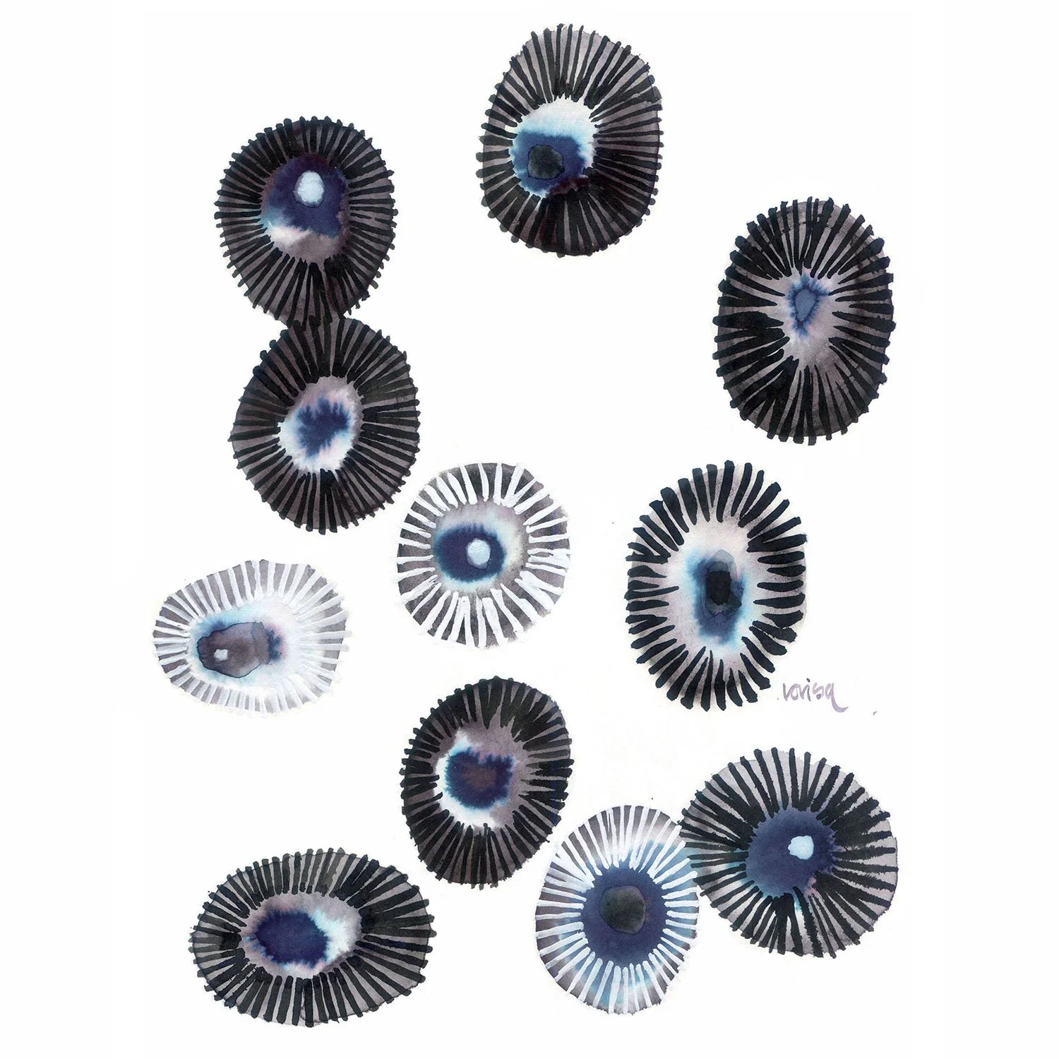 Opihi Blu