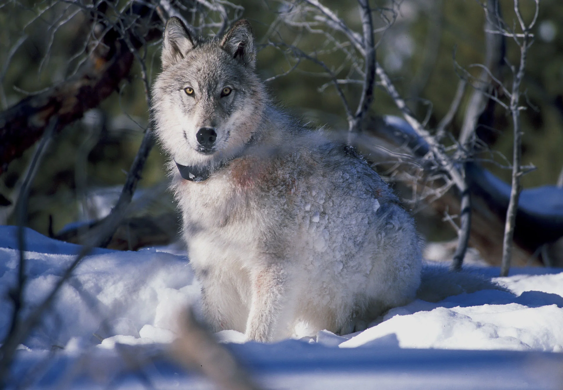 Photo courtesy US Fish and Wildlife Service