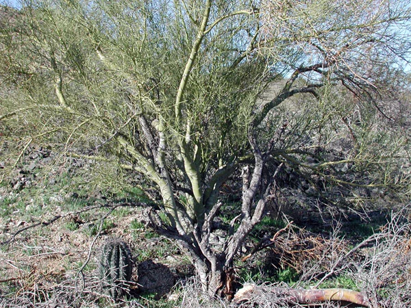 Saguaro nursed by a Palo Verde. Photo by Pompilid .