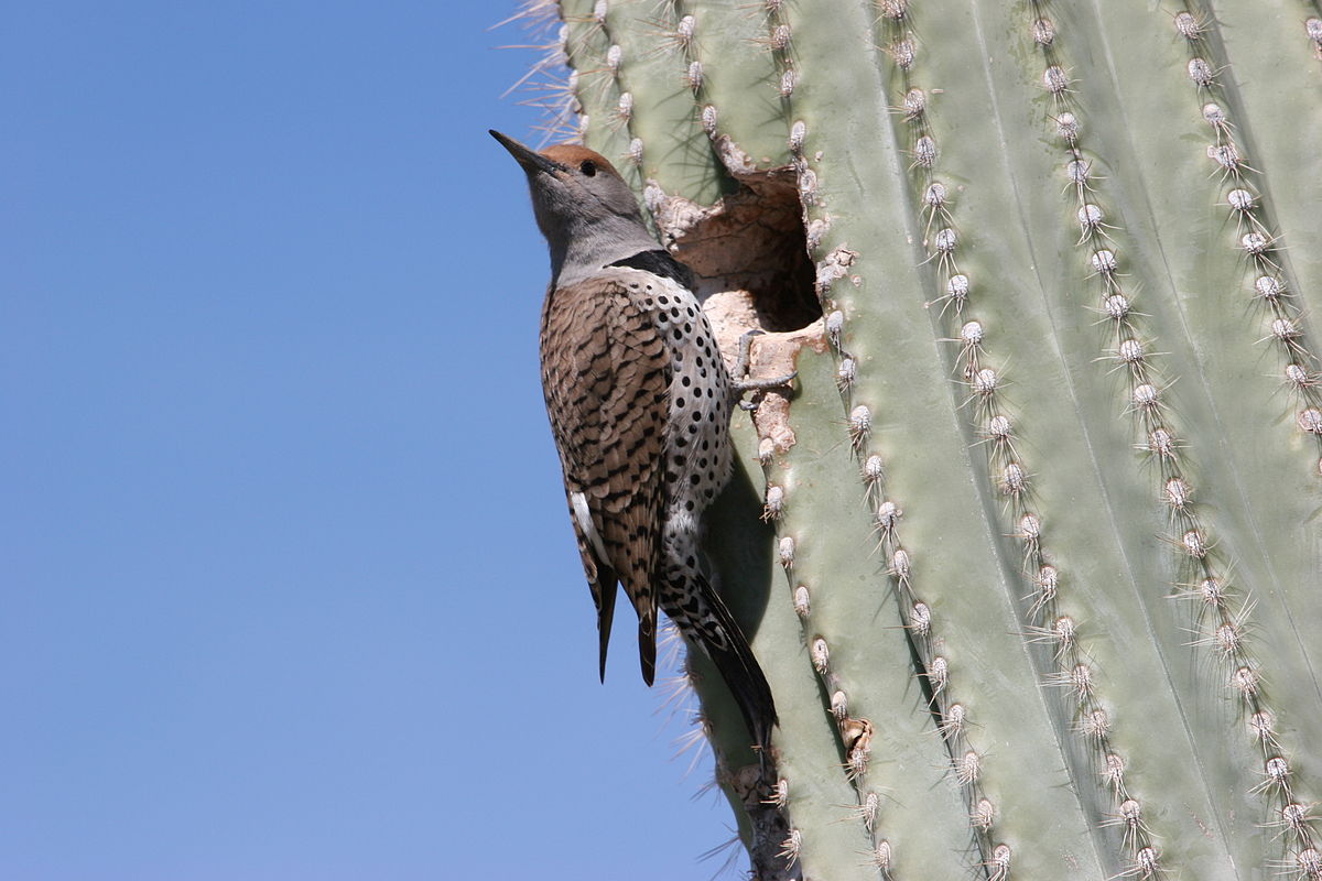 Gilded Flicker and nest hole. Photo by Magnus Manske .
