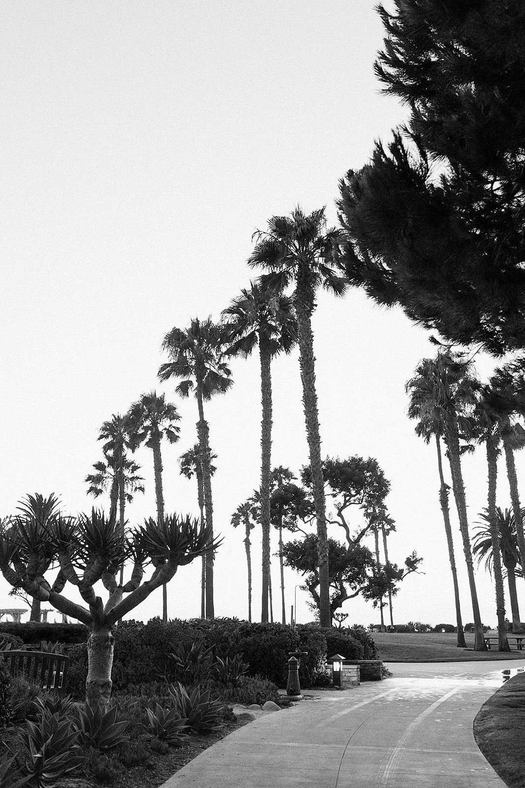 Ella+Caden-MontageLagunaBeachWeddingRehearsal-Summer2024-MASHAIDA-6260.jpg