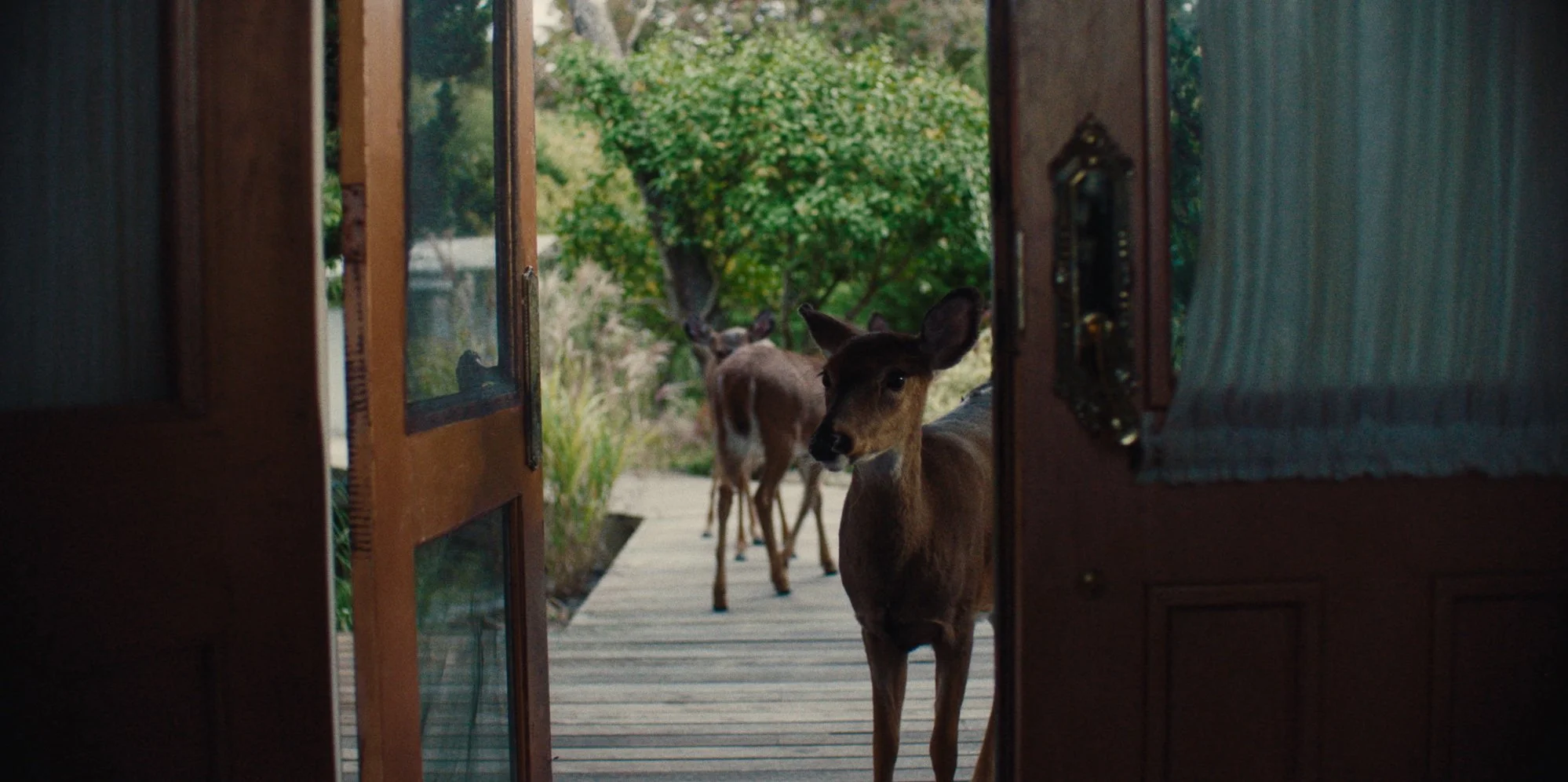 Deer standing on a wooden porch outside a house, seen through an open door with a glass panel, surrounded by trees in a garden.