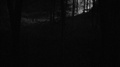 Dark forest scene with trees and faint water reflection