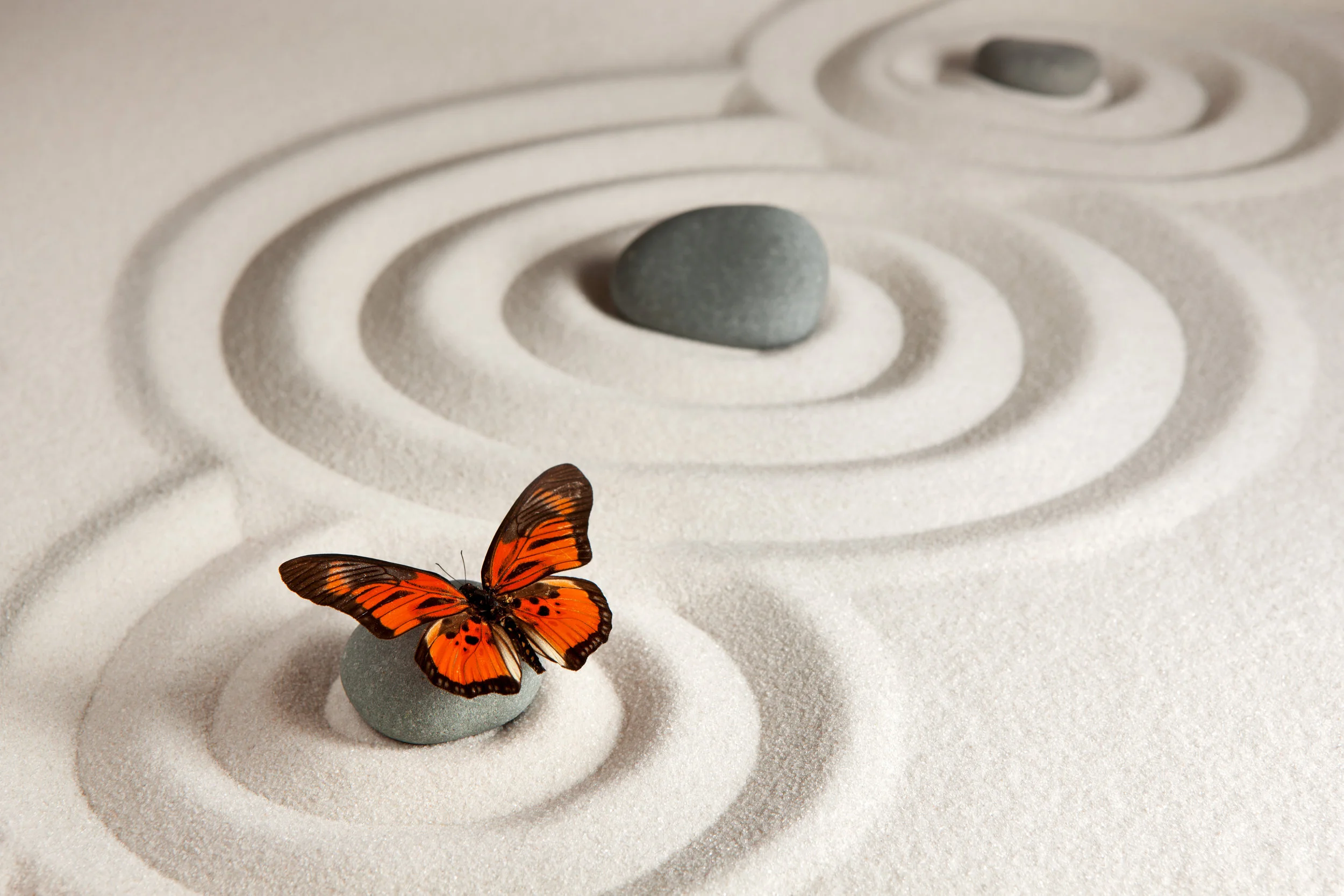 Butterfly and Ripples.jpg
