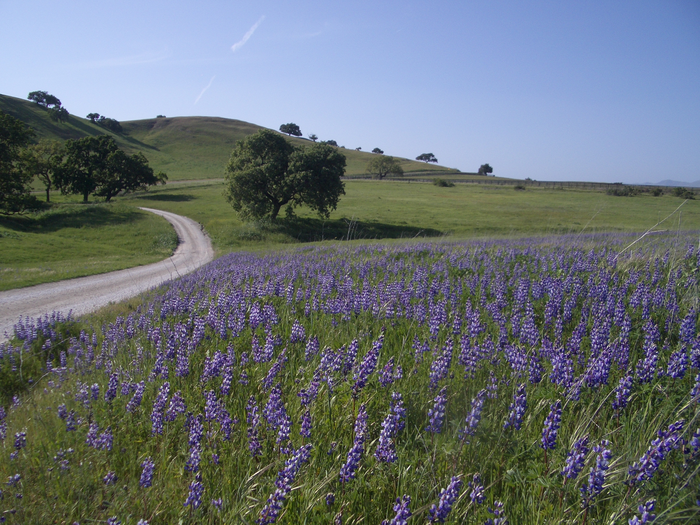 Lupin on the entrance drive.