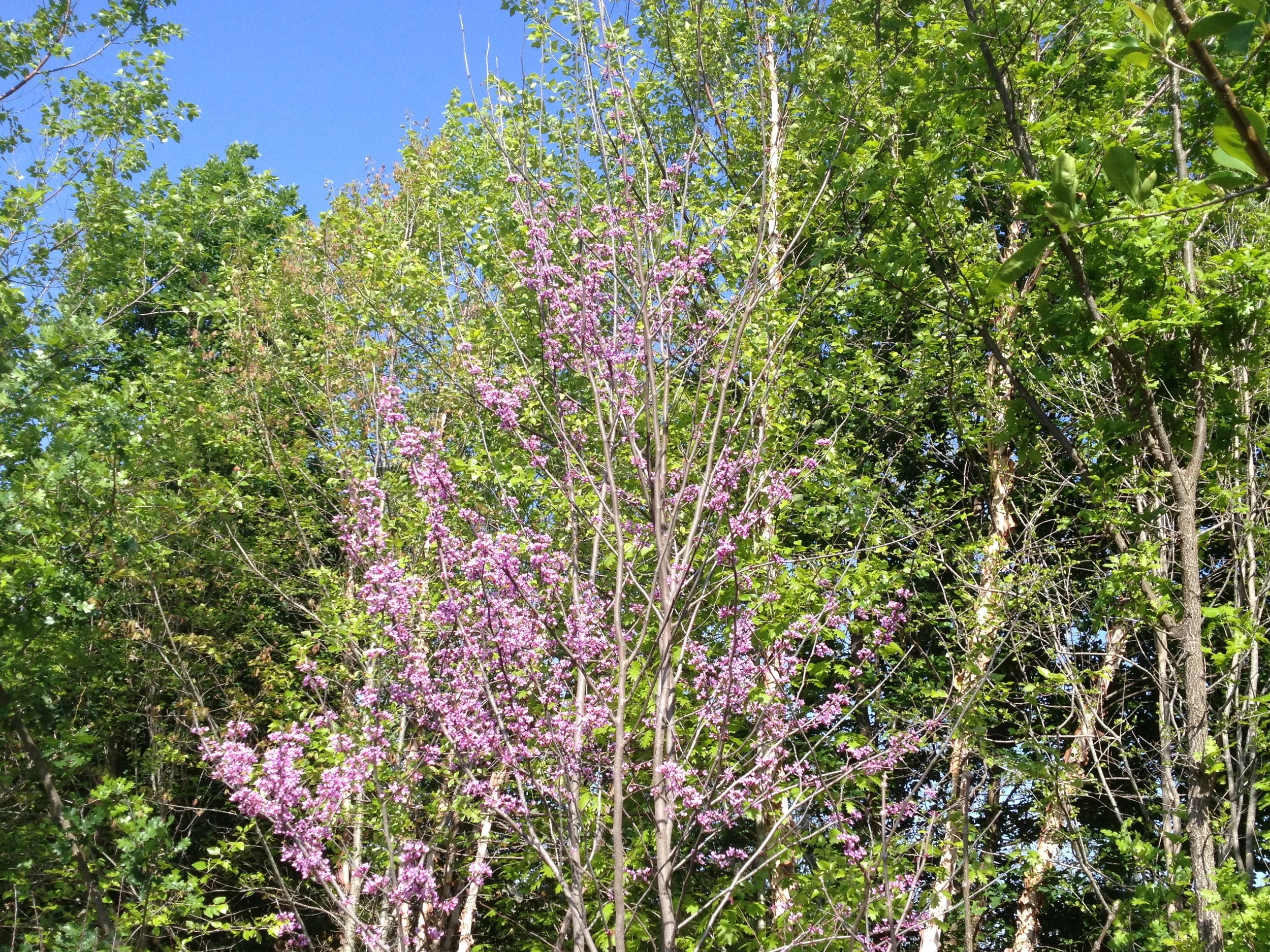 Eastern Redbud at the wood's edge.