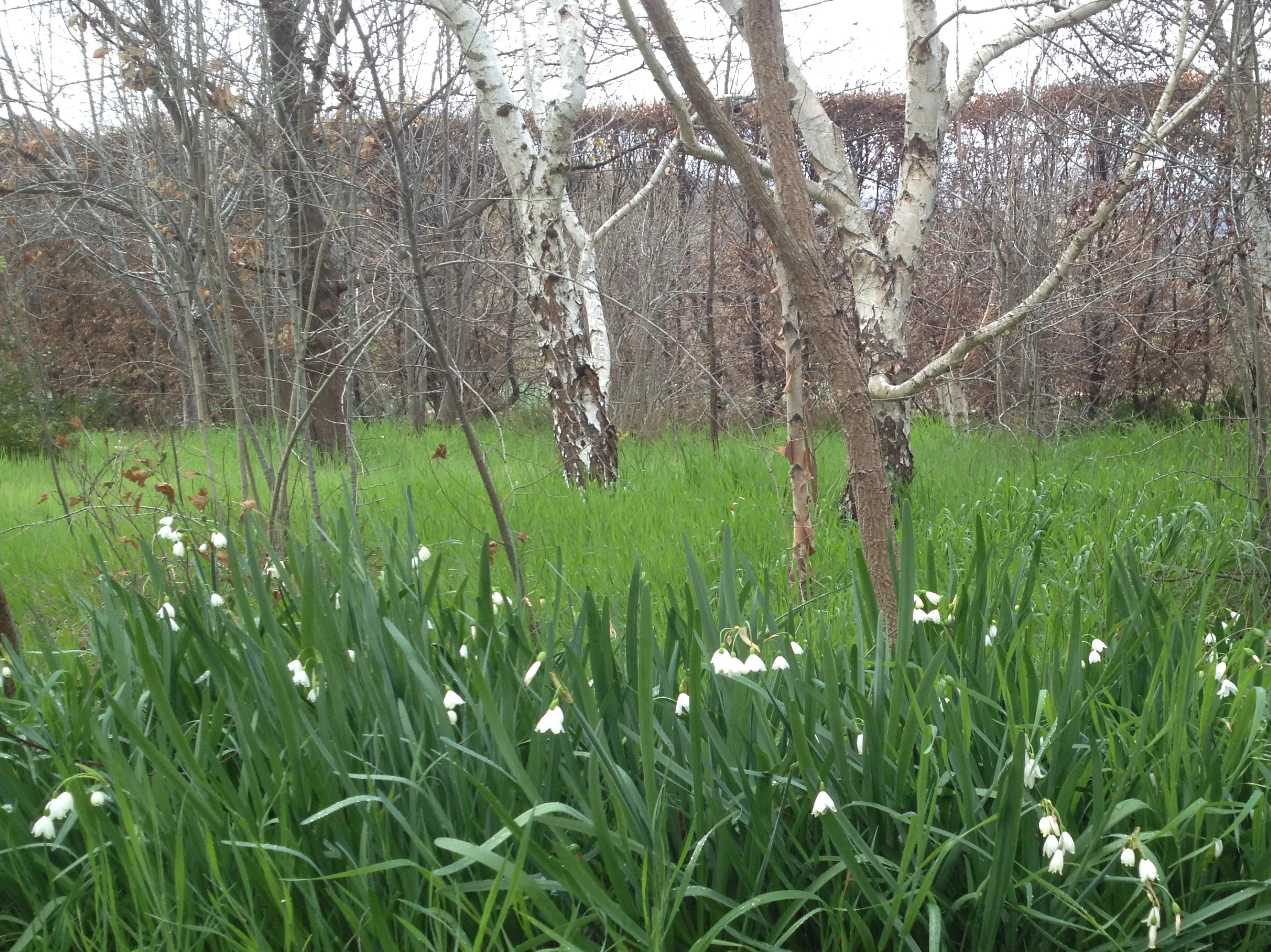 Snowdrops (one of Jekyll's favorites)&nbsp;signal spring in the wood.