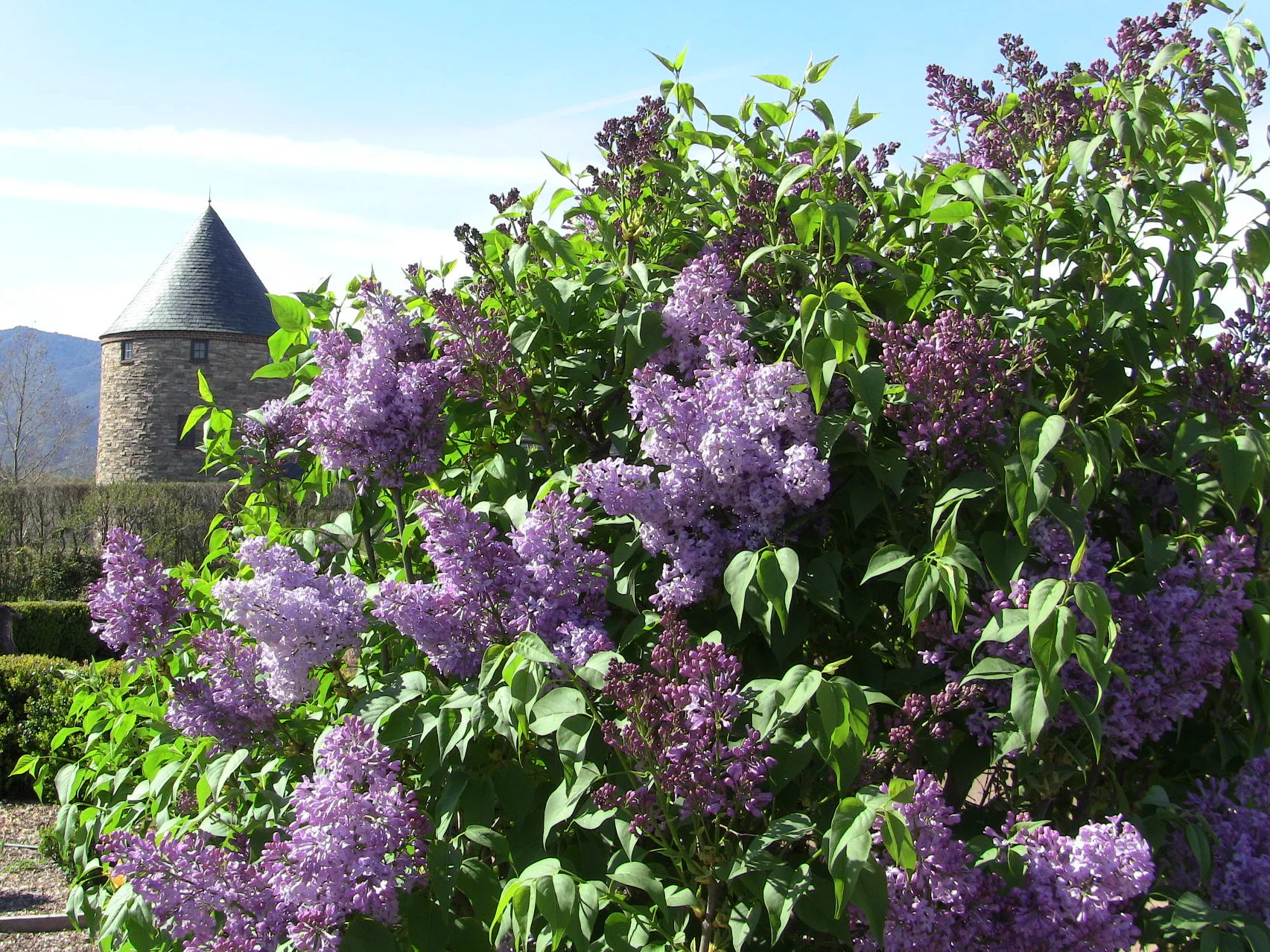 Descanso Hybrid Lilacs line the main Kitchen Garden walk.