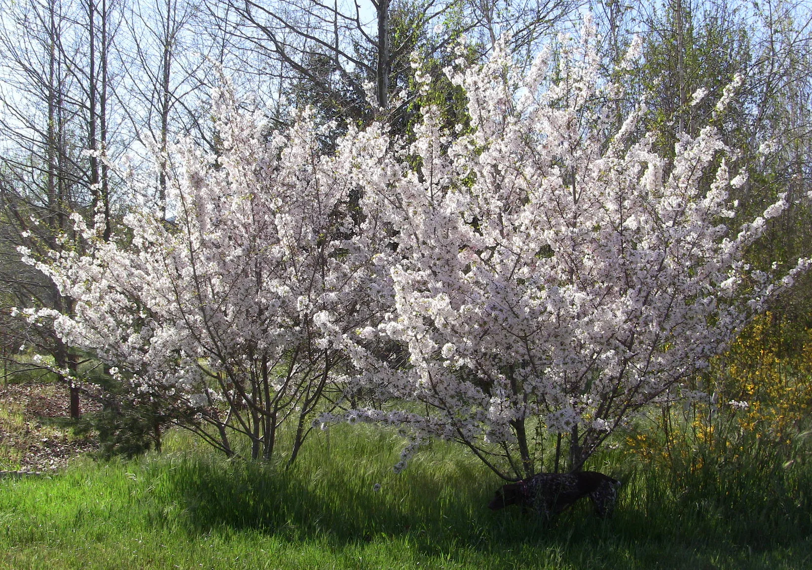 Japanese flowering cherries announce springtime