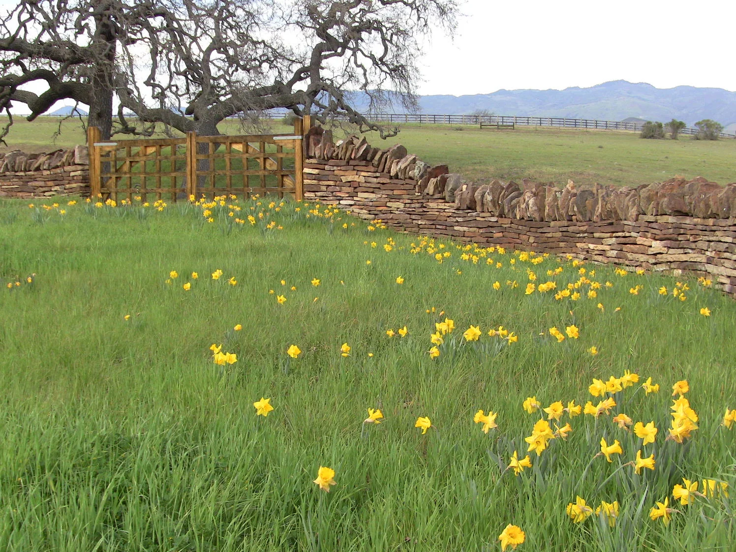 Daffodils signal the approach of spring. The dry-stack stone wall was laid without mortar in the style of miles of walls found in the Cotswold Hills of England.