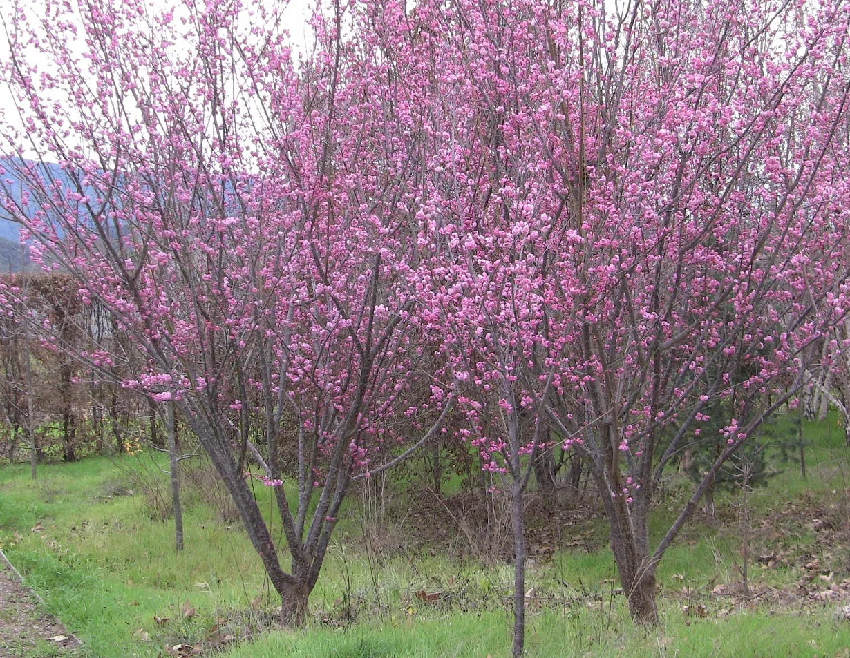 Peggy Clarke flowering apricot in bloom.