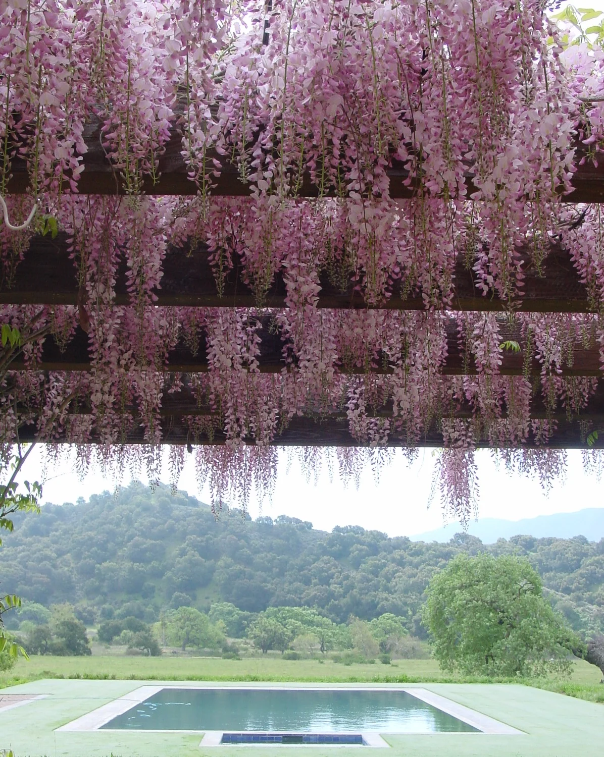 Pink Wisteria grows over the Breakfast Room Terrace in a view overlooking the pool and spa.