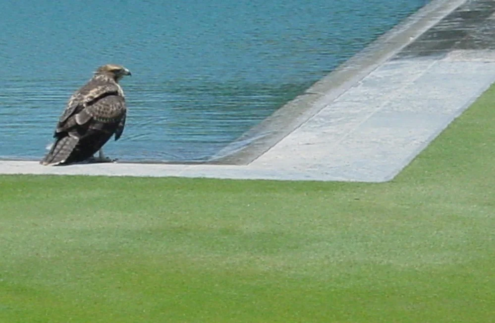 A red-tailed hawk at the pool's edge of volcanic lava stone imported from Hawaii. The grass is Penncross Creeping Bentgrass, which is typically used on putting greens.