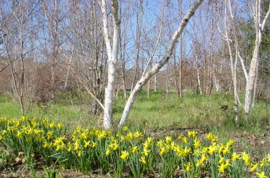 Daffodils are the first to spring into bloom as spring approaches.