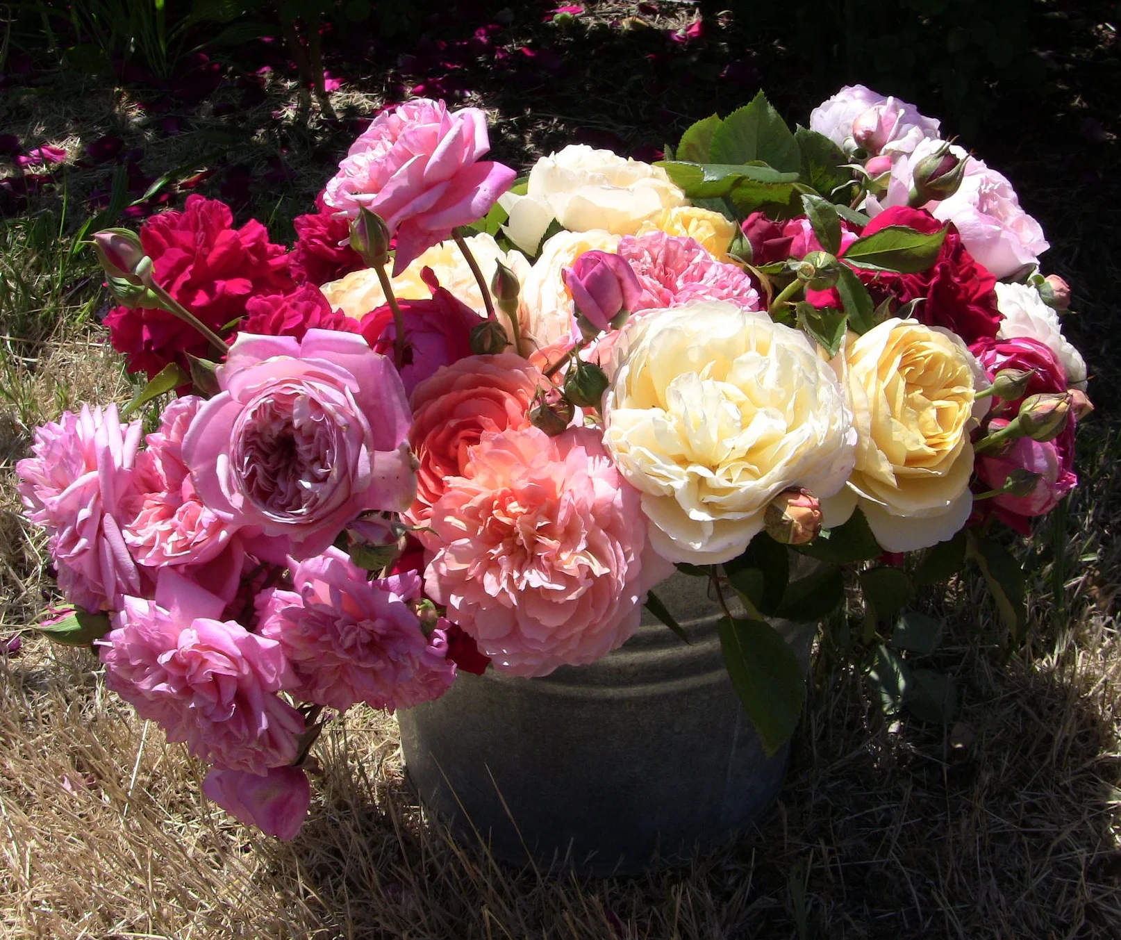 David Austin Roses.&nbsp;After fifty years of intensive breeding, David Austin's English Roses combine the beautiful forms and wonderful fragrances of old roses with the wider colour range and repeat-flowering nature of modern roses. As a group, Eng…