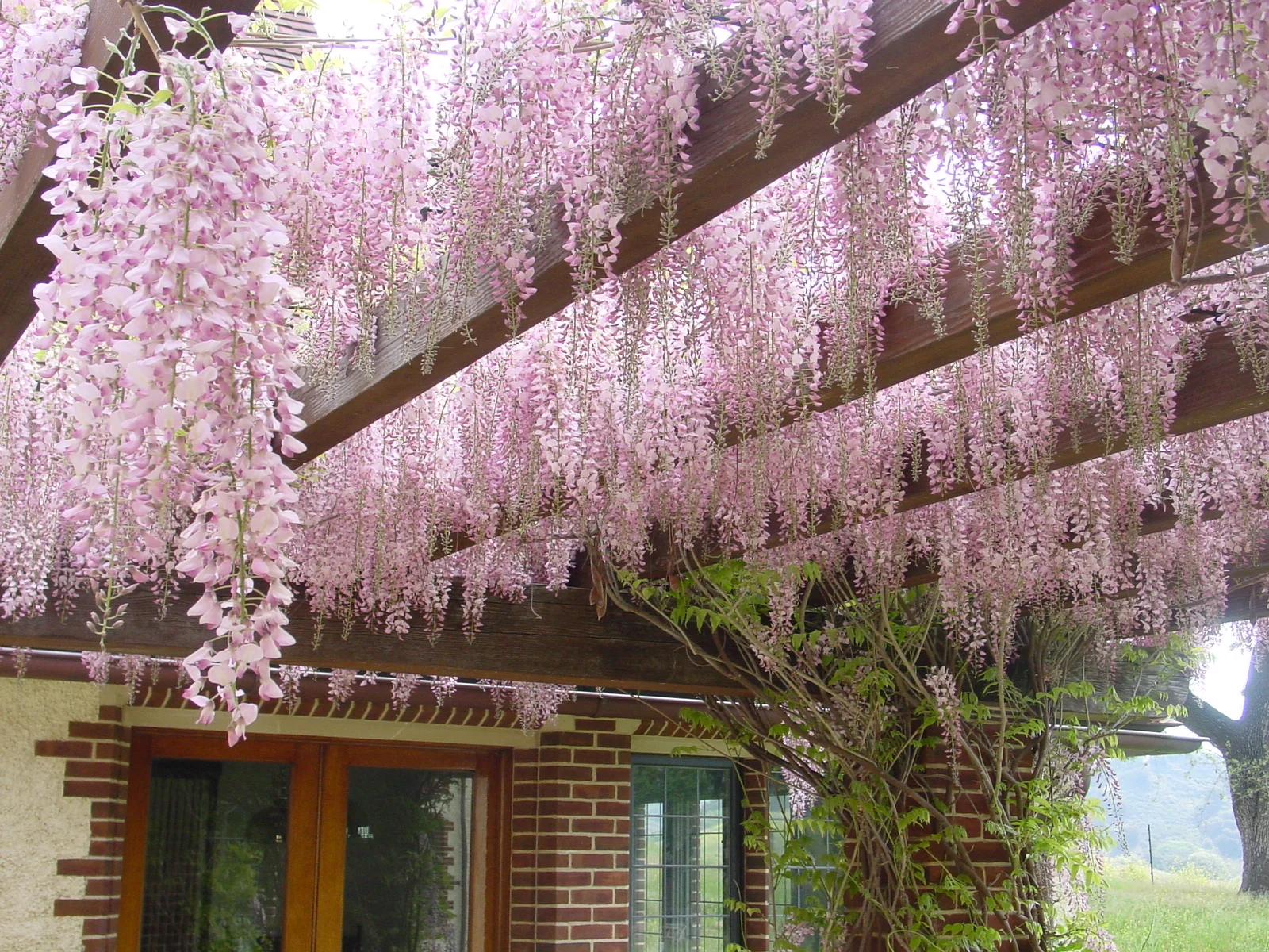 Pink wisteria on the Breakfast Terrace Pergola.