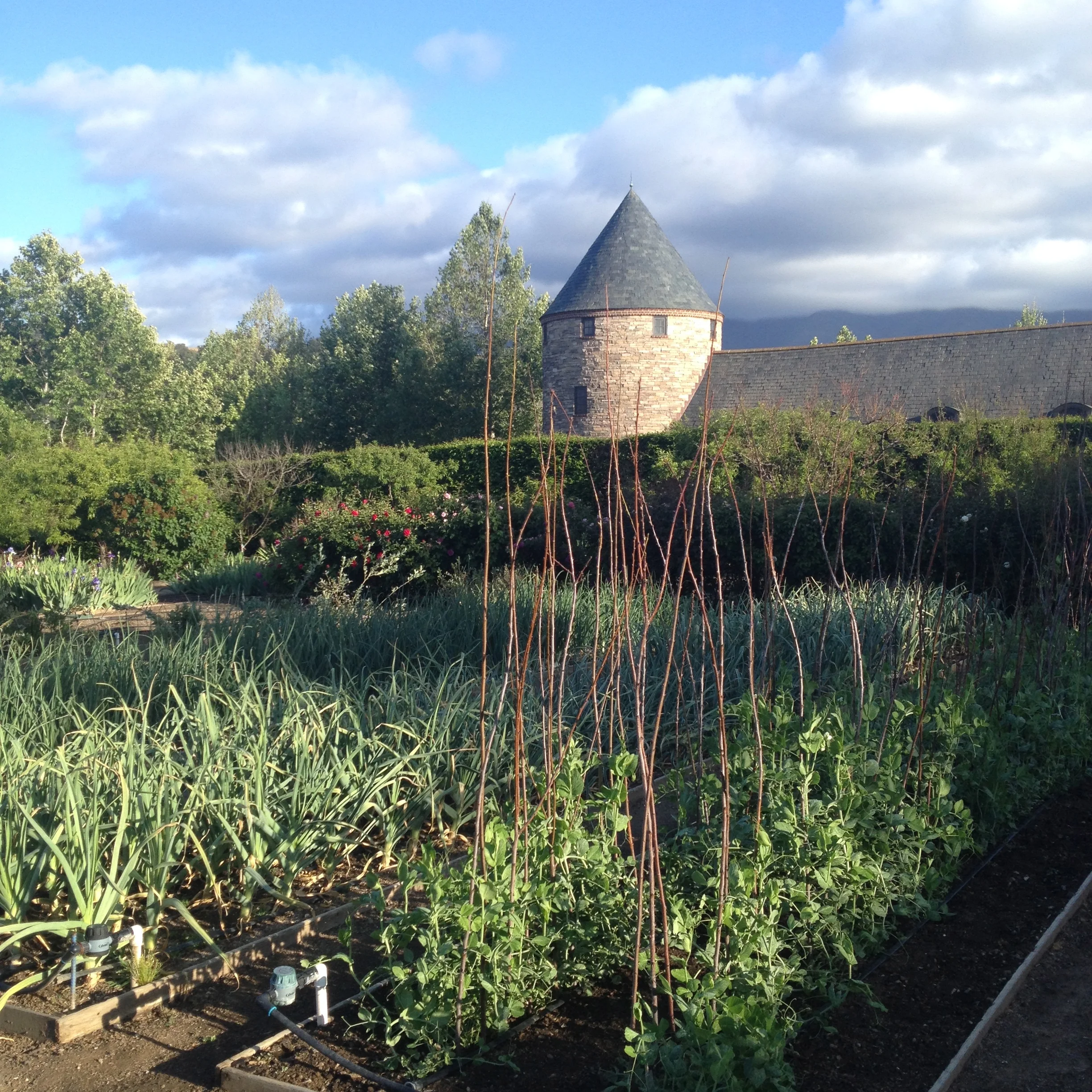Onions, garlic and peas in the Kitchen Garden.