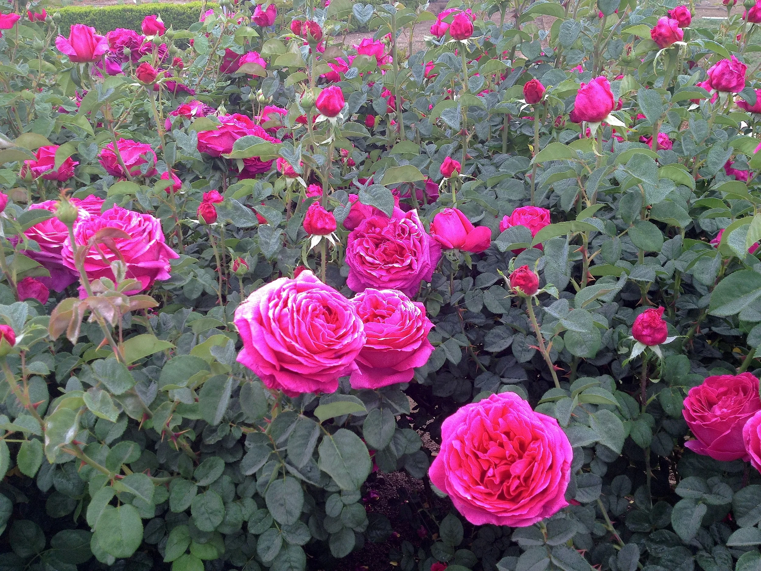 There are four separate David Austin rose beds encompassing 60 varieties of Antique and David Austin roses - 300 bushes in all.