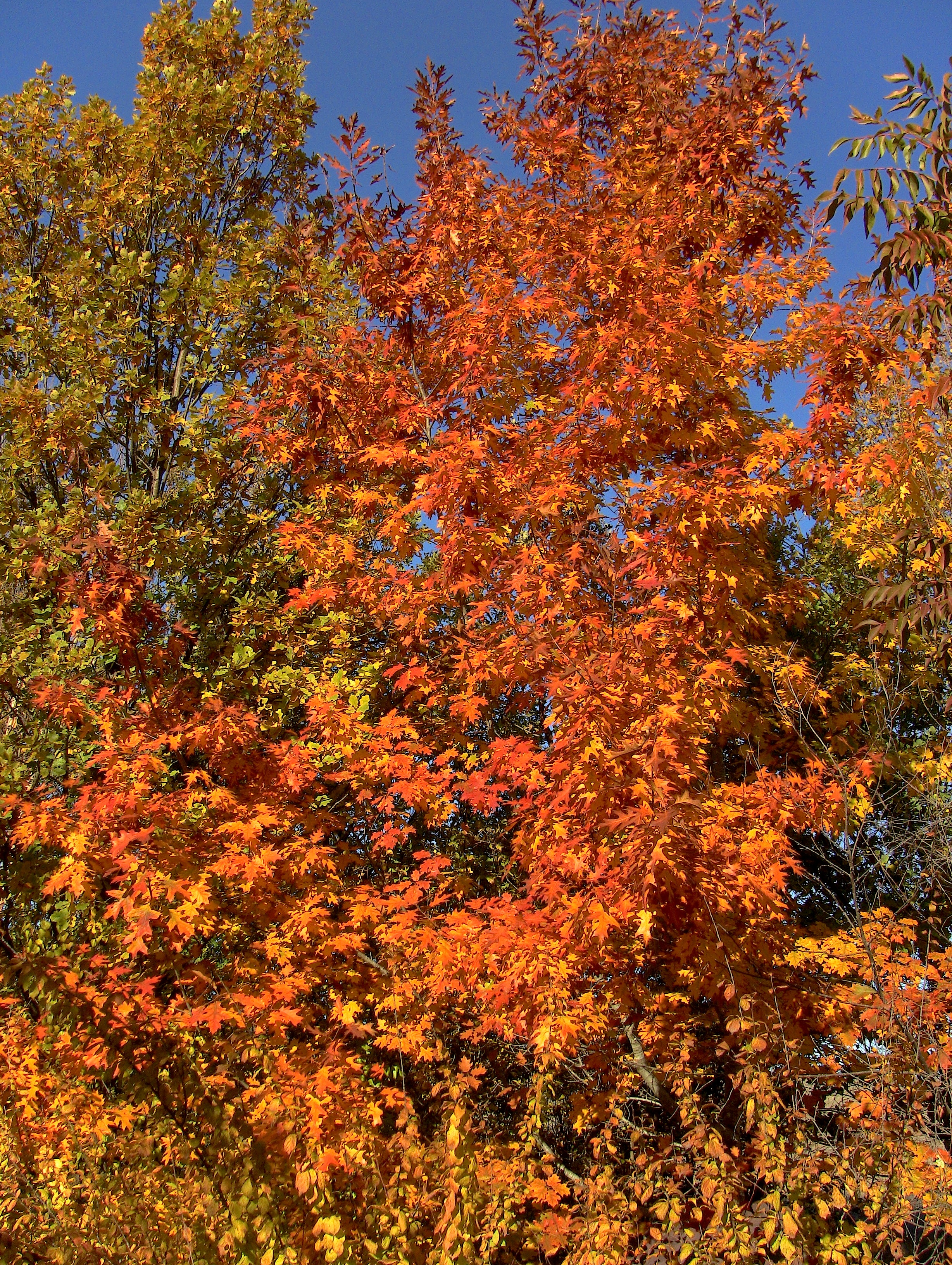 Scarlet Oak, Chinese Pistache, English Oak and Flowering Plum in the Fall