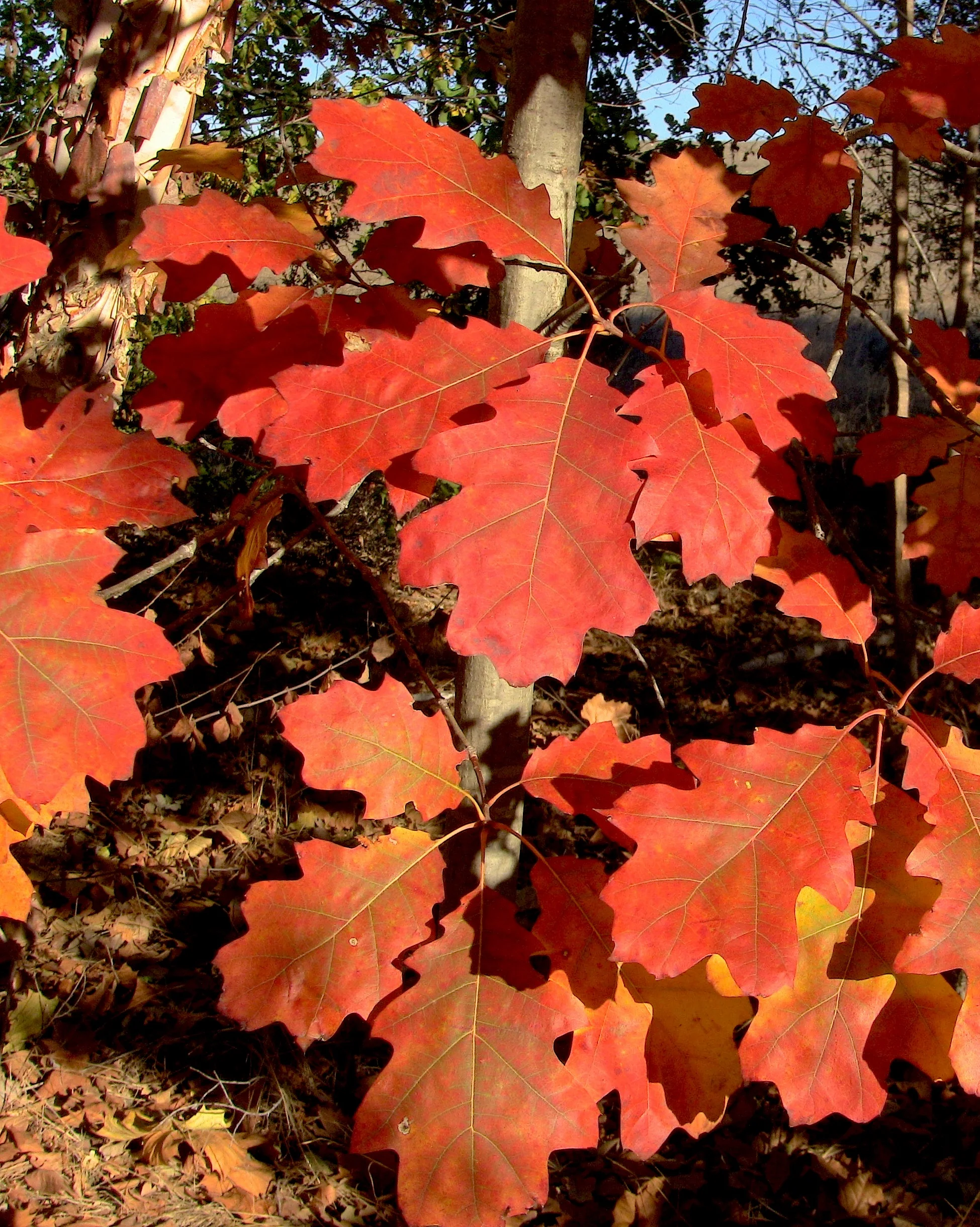 Red Oak Leaves mid November