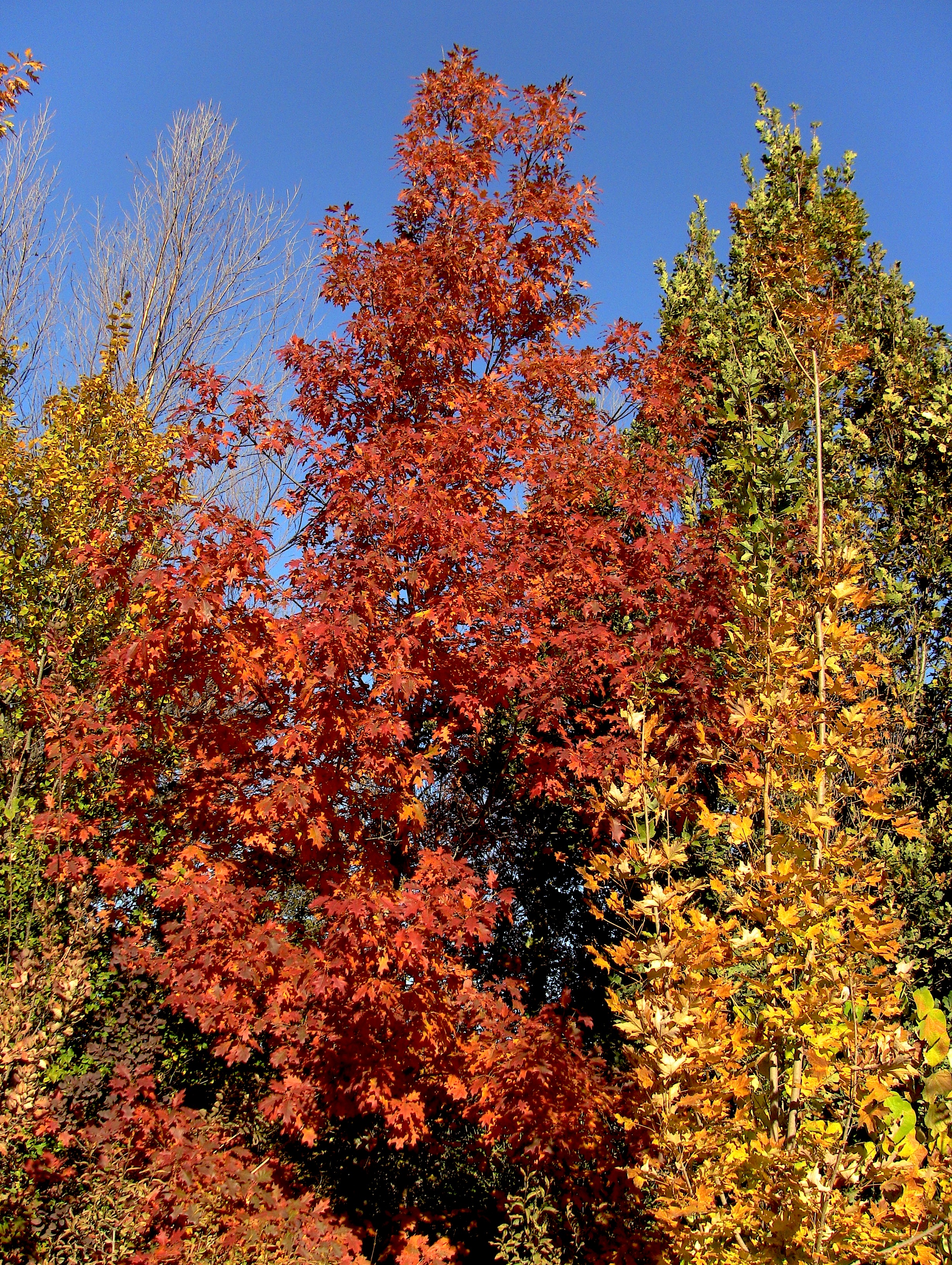 Red Oak, Sugar Maple, River Birch, English Oak, Purple SmokeTree and Eastern Redbud.