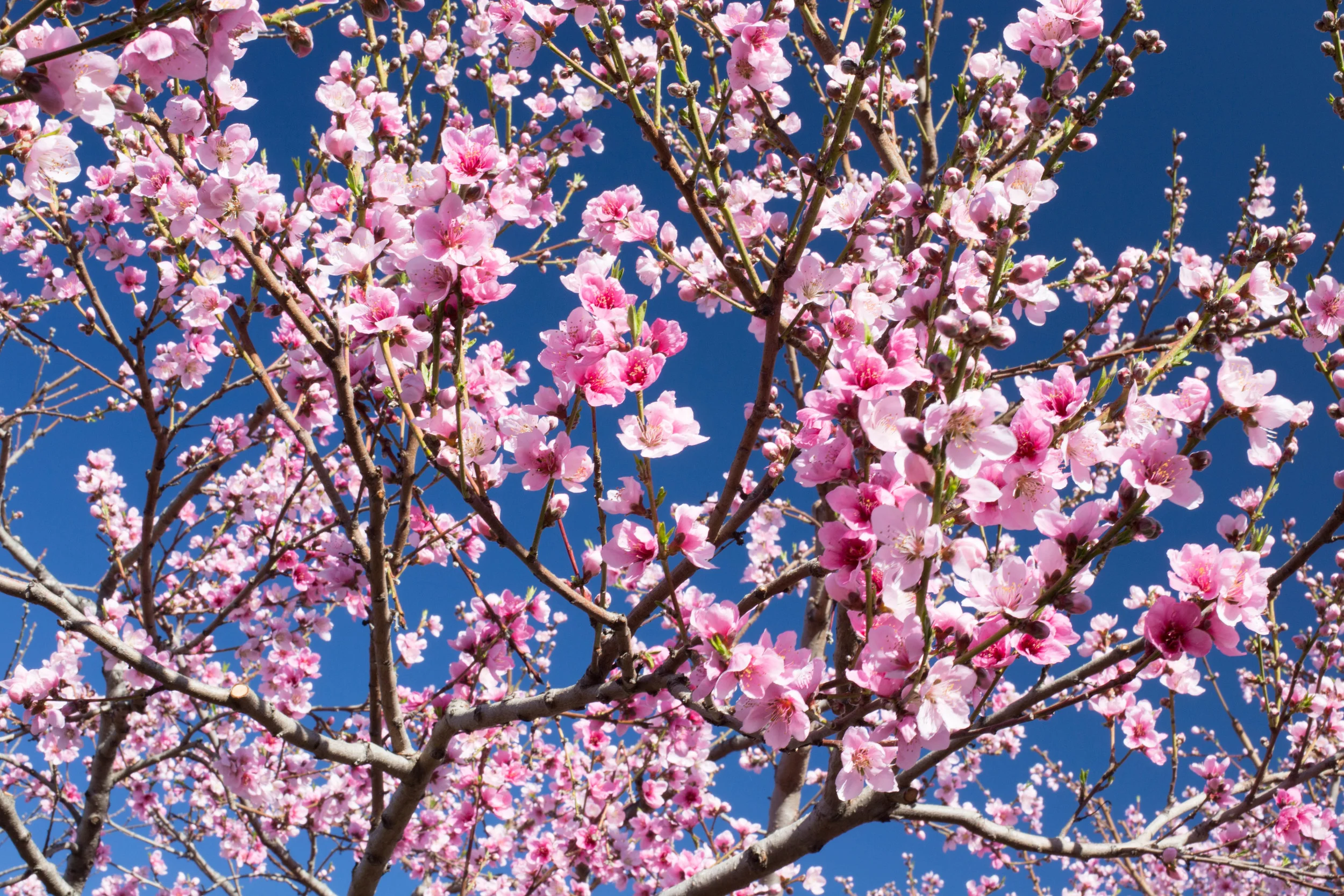A "Mid-Pride" peach tree is the first to bloom in the stone fruit orchard. This variety is the best yellow freestone for warmer winter climates.&nbsp;Its also known for exceptional flavor and dessert quality.