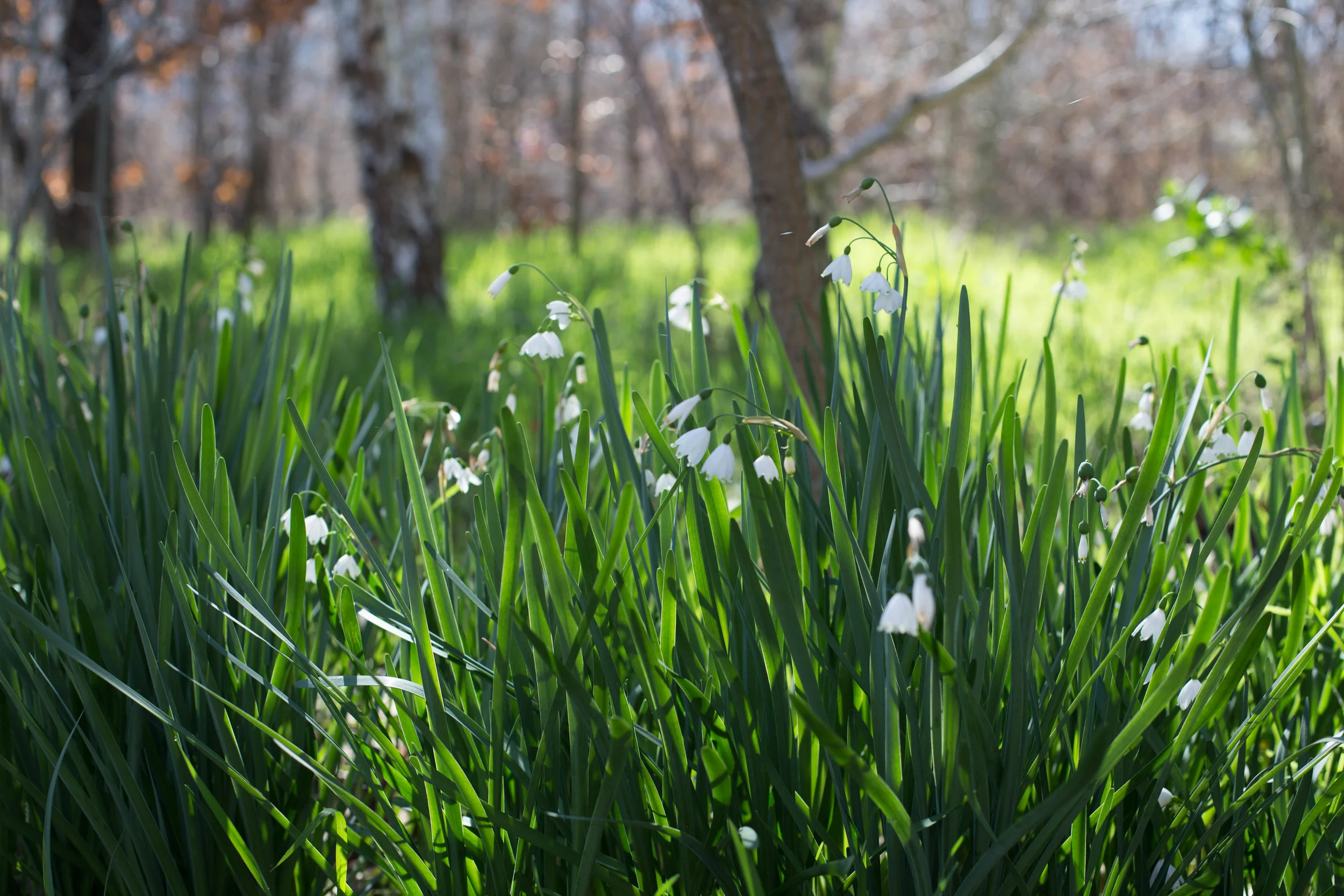 Naturalized Winter flowering Snow Drops (Galanthus) add interest along the path of the small wood near the Kitchen Garden.
