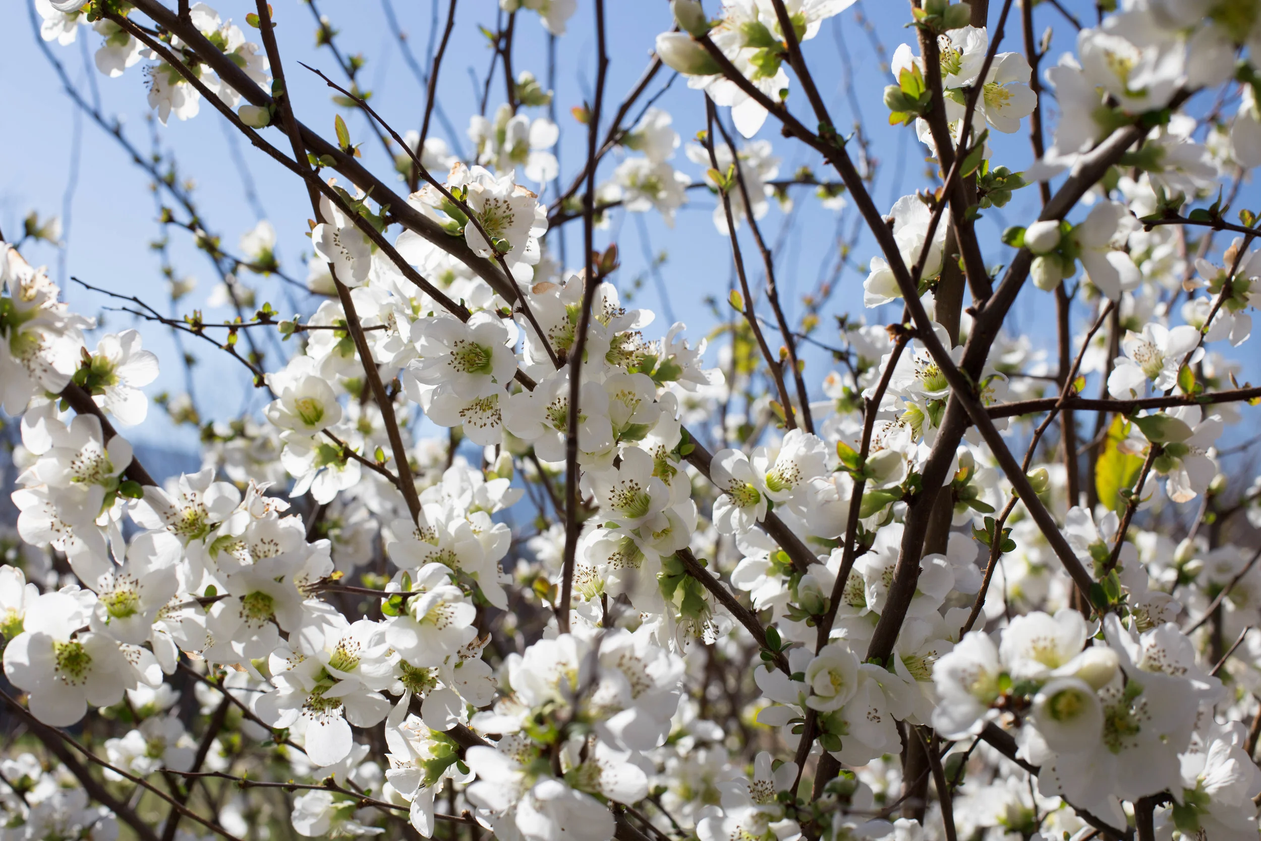 Clarke's White Flowering Quince profusely blooms to signal the approaching Spring.&nbsp;Branches are often harvested with unopened flowers, and brought inside to open and brighten the late winter days.