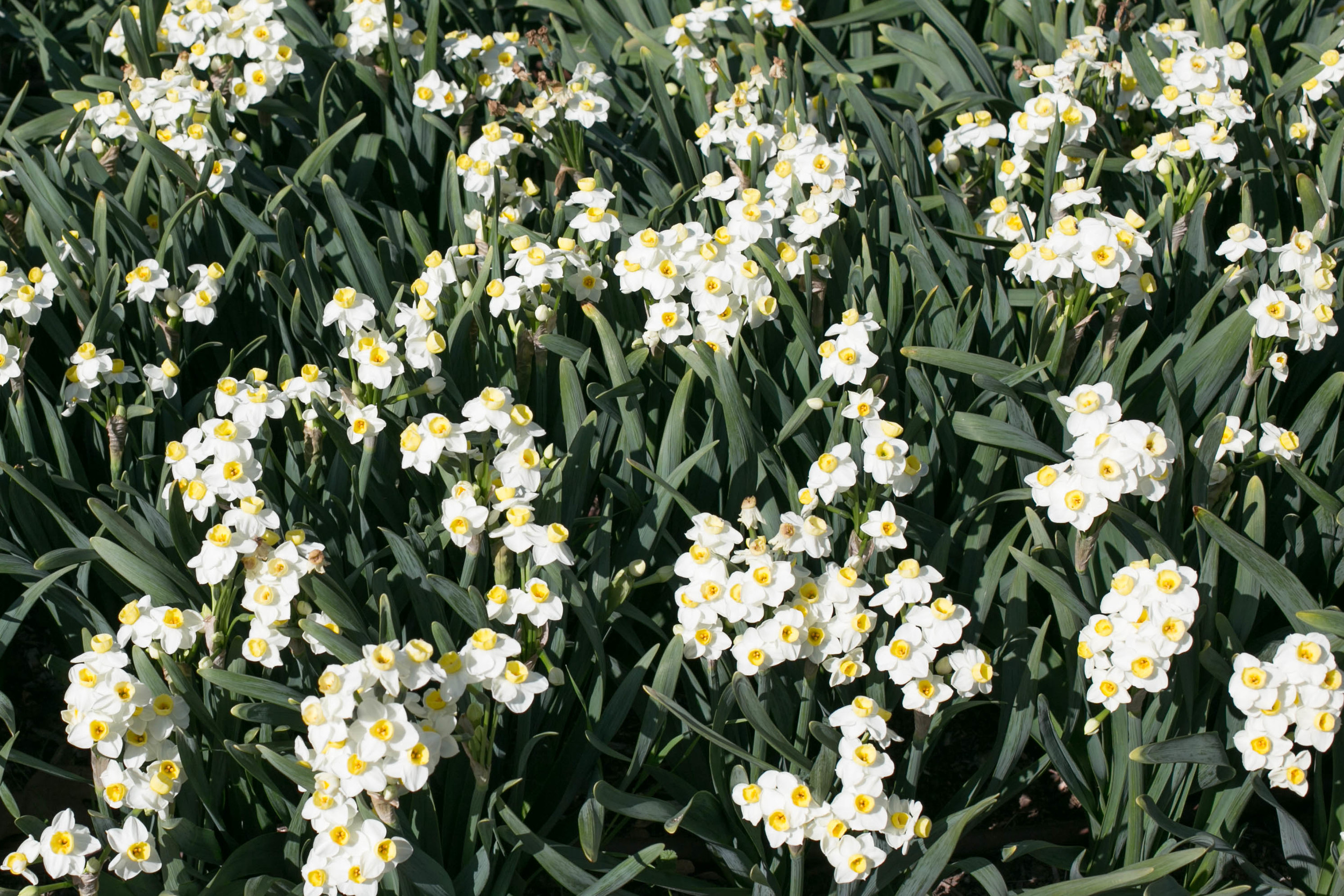 Jonquil Narcissus along the Kitchen Garden path are extremely fragrant and are related to Daffodils and Paperwhites