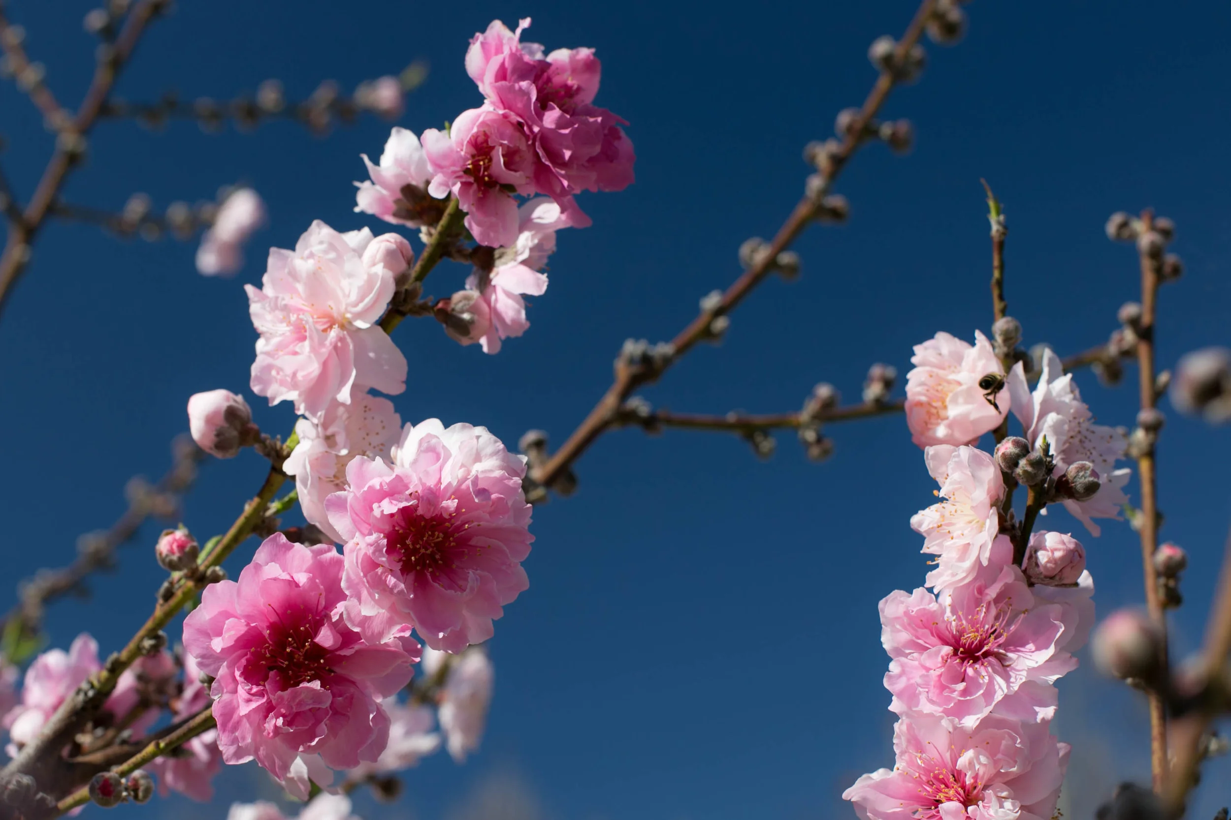 Profuse, showy, double pink flowers on a Double Jewel yellow freestone peach tree.