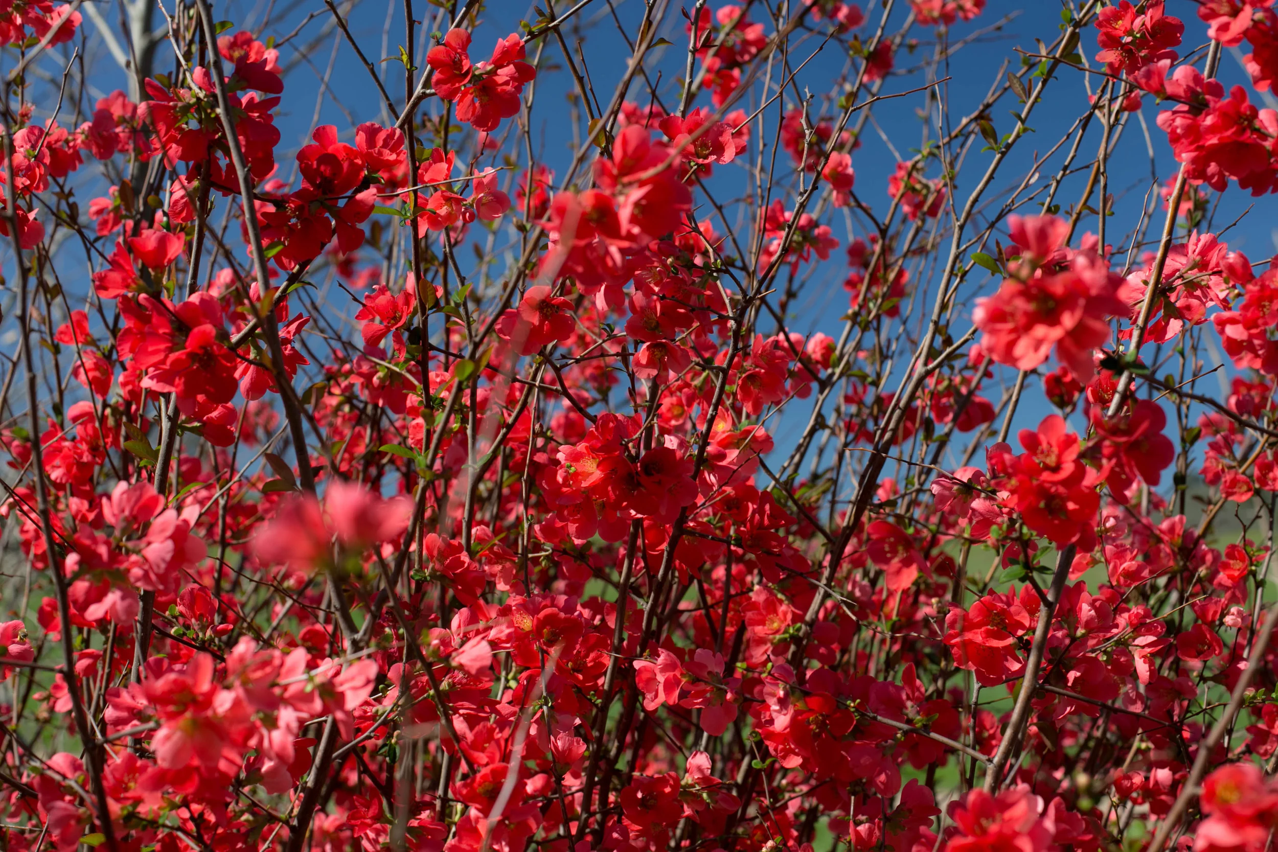 Mature 5' tall Red Flowering Quince blooms in the wood