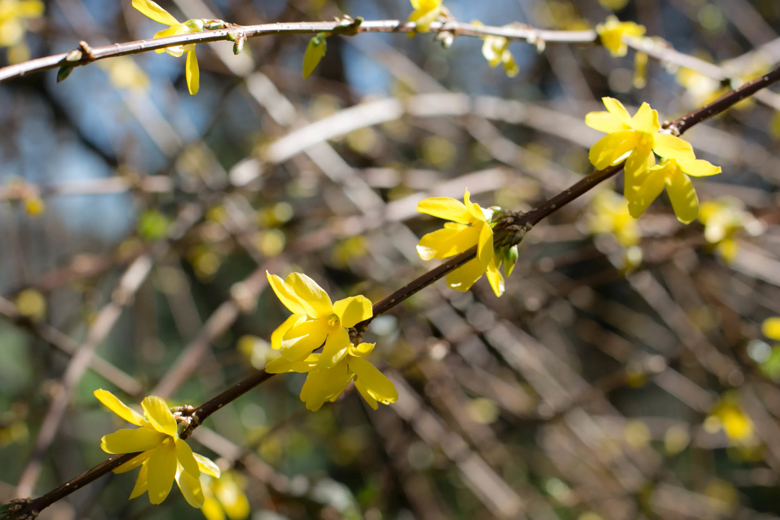 Forsythia adds a dramatic flair even before Spring begins.