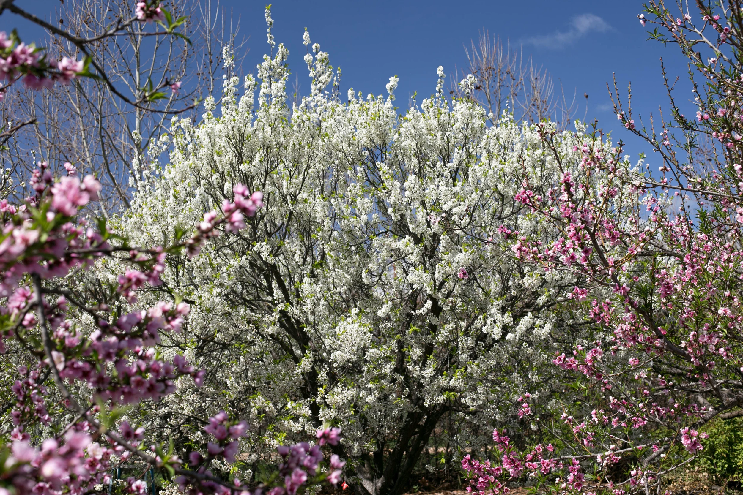 A Flavor King Pluot tree is flanked by Fay Elberta and O'Henry Peach trees in the stone fruit orchard.