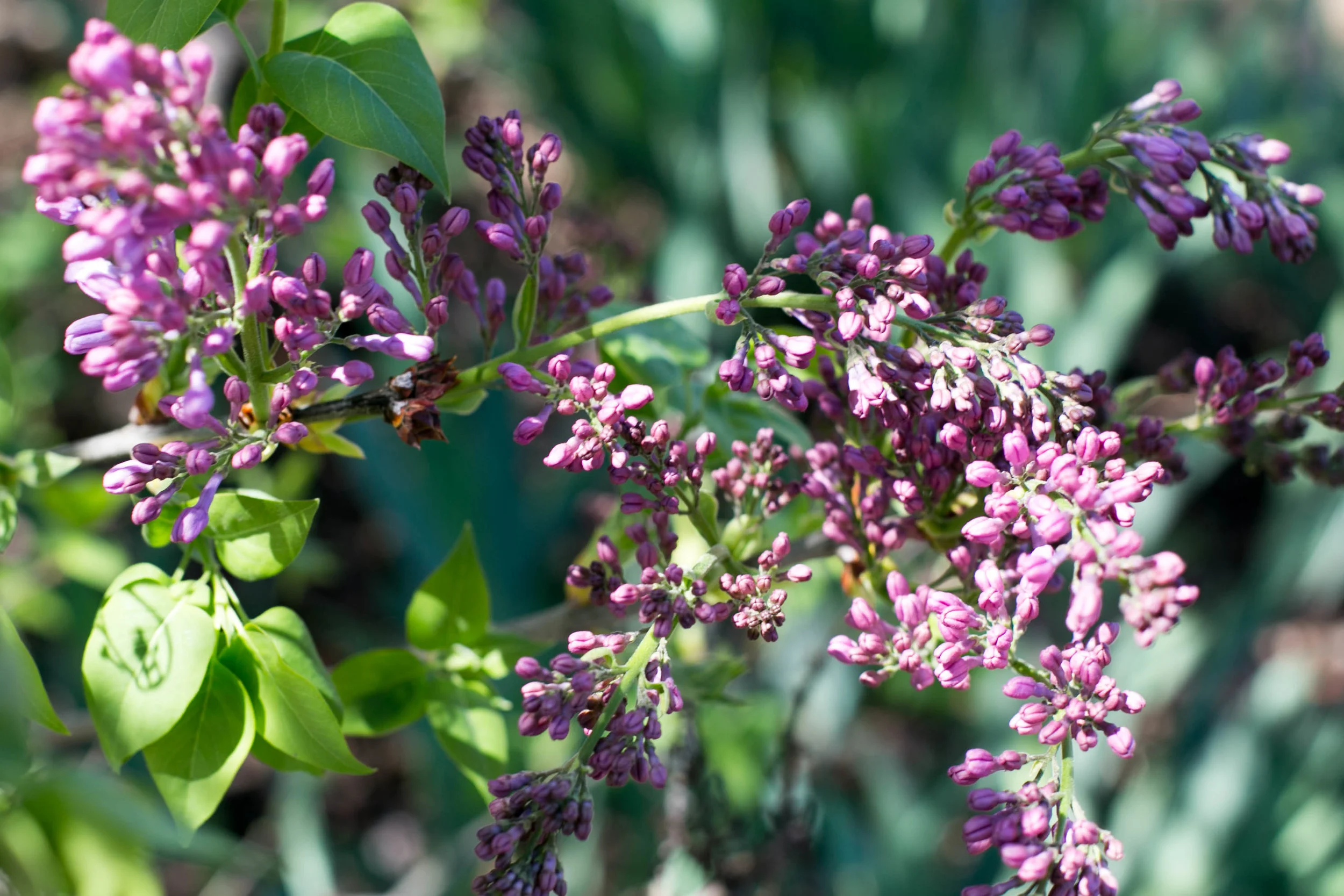 Descanso Lilac buds in the cutting garden