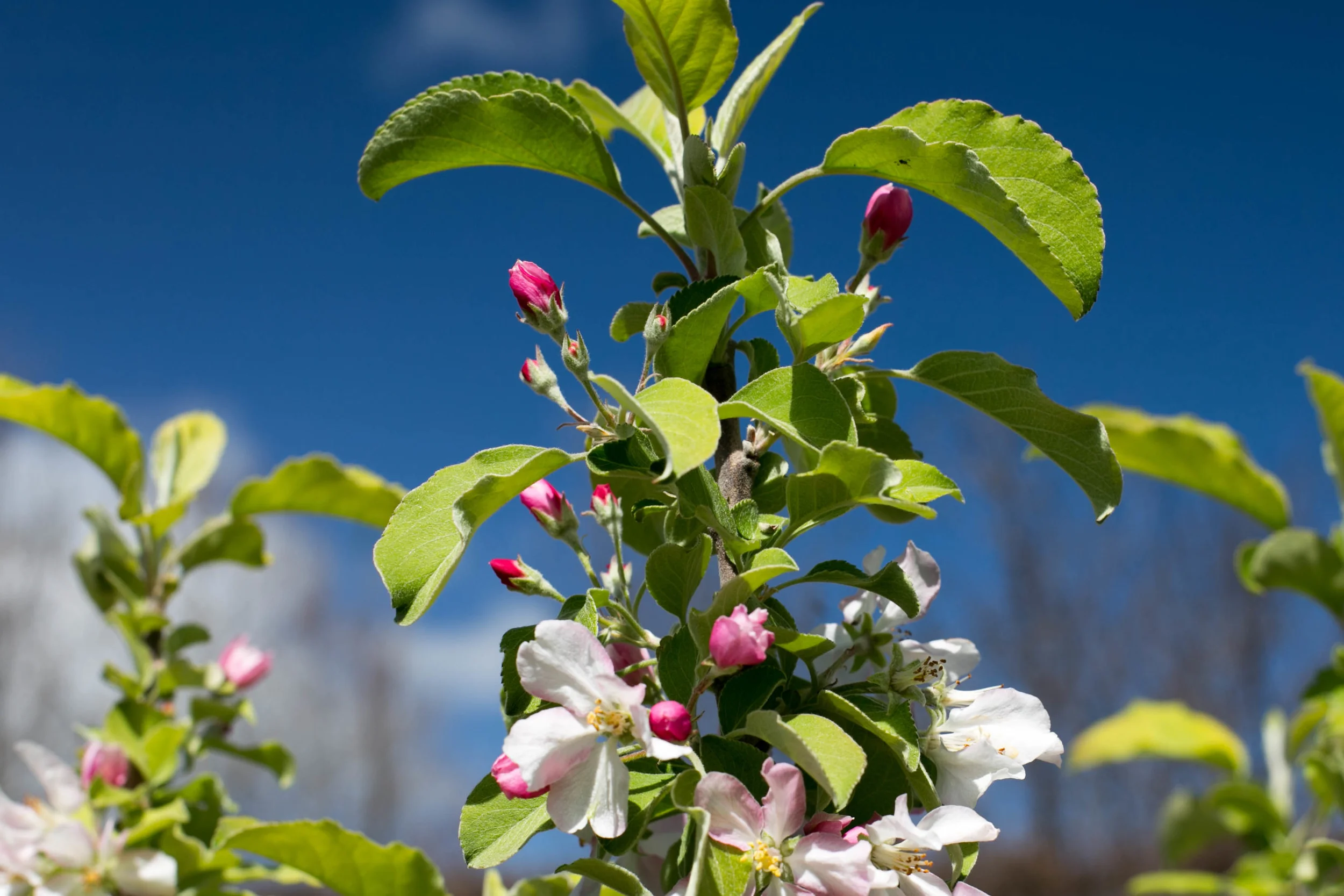 Anna Apple blossoms in the heirloom apple orchard
