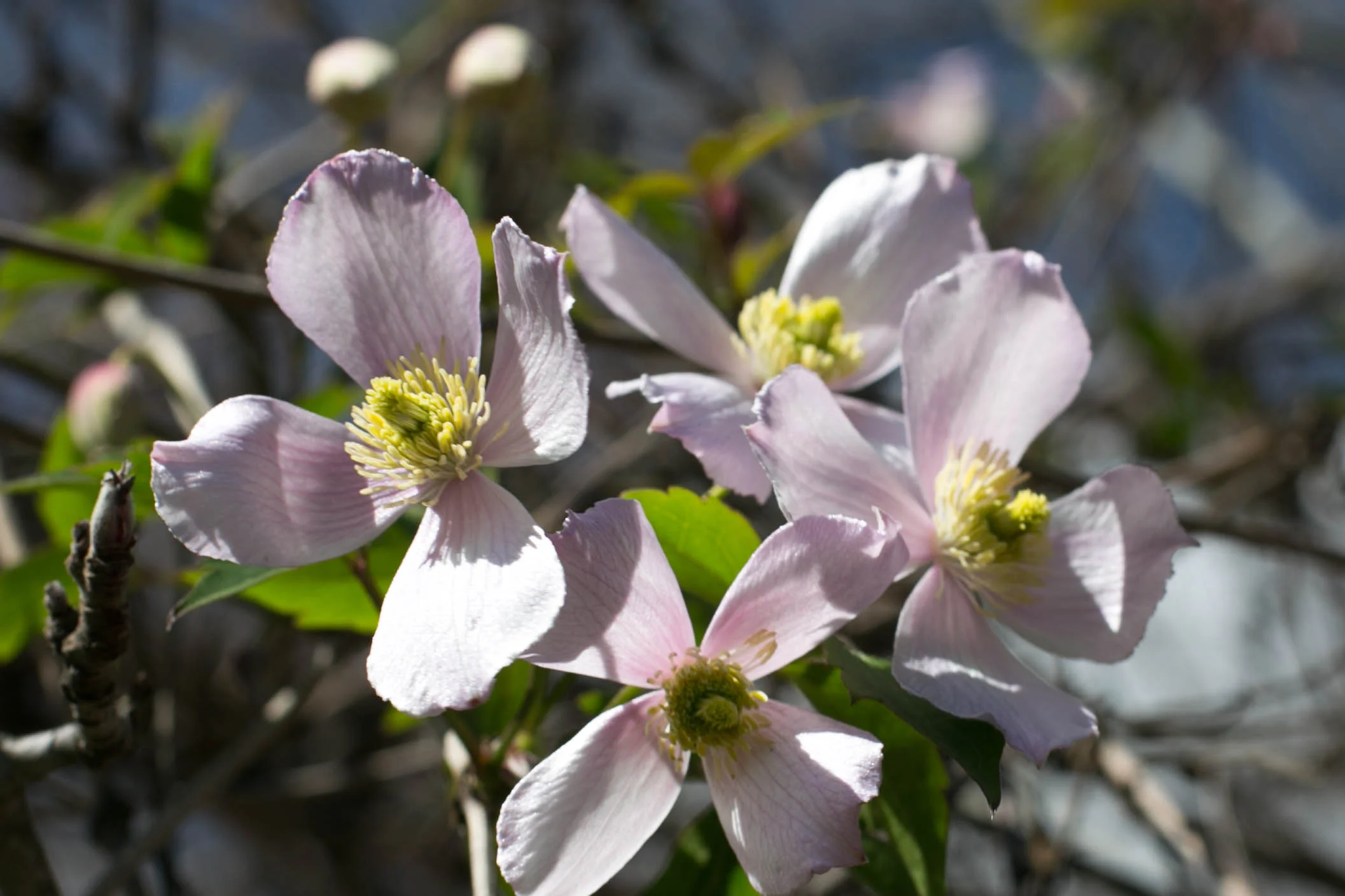 Clematis cascades from a crabapple tree at the edge of the wood