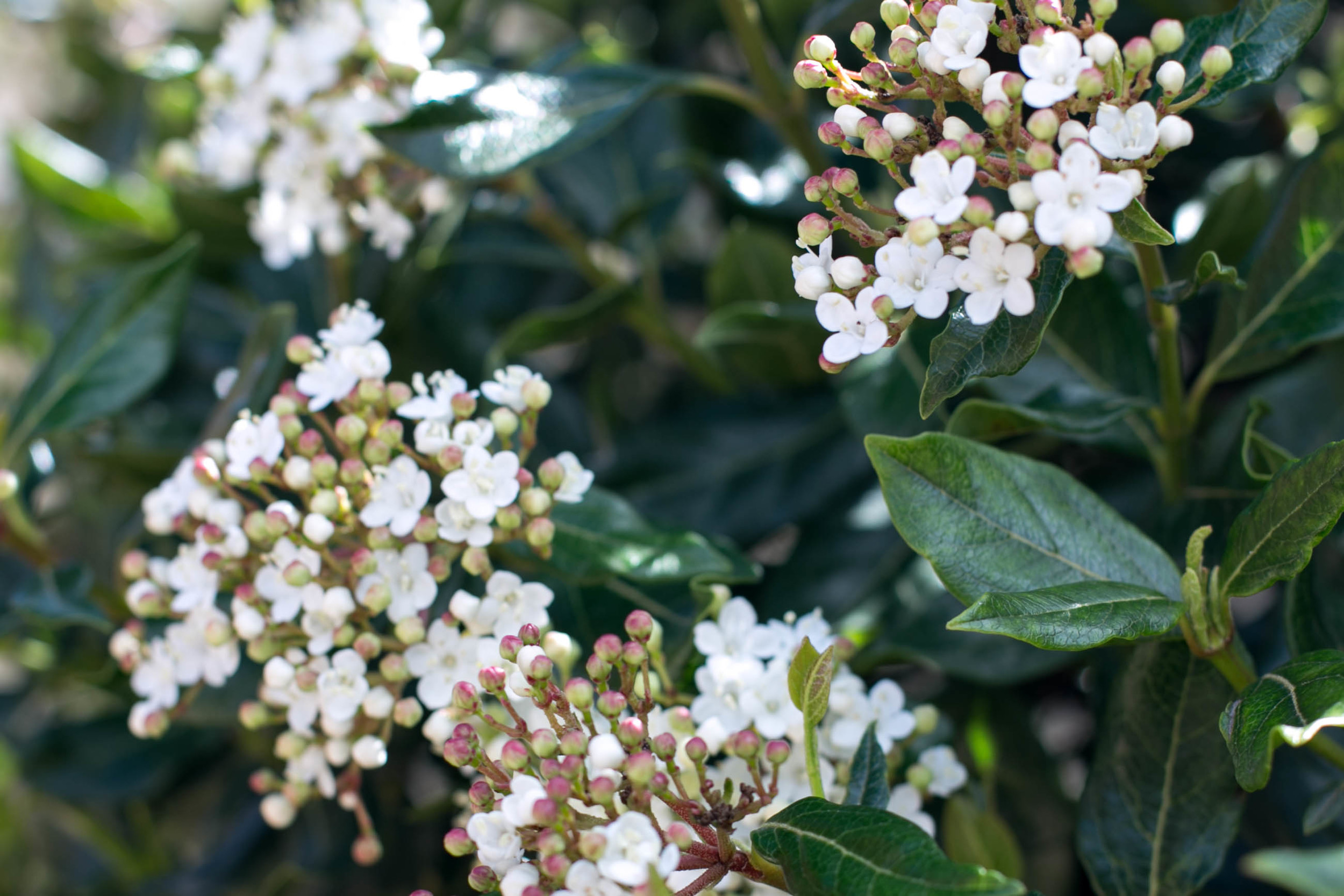 Viburnum tinus