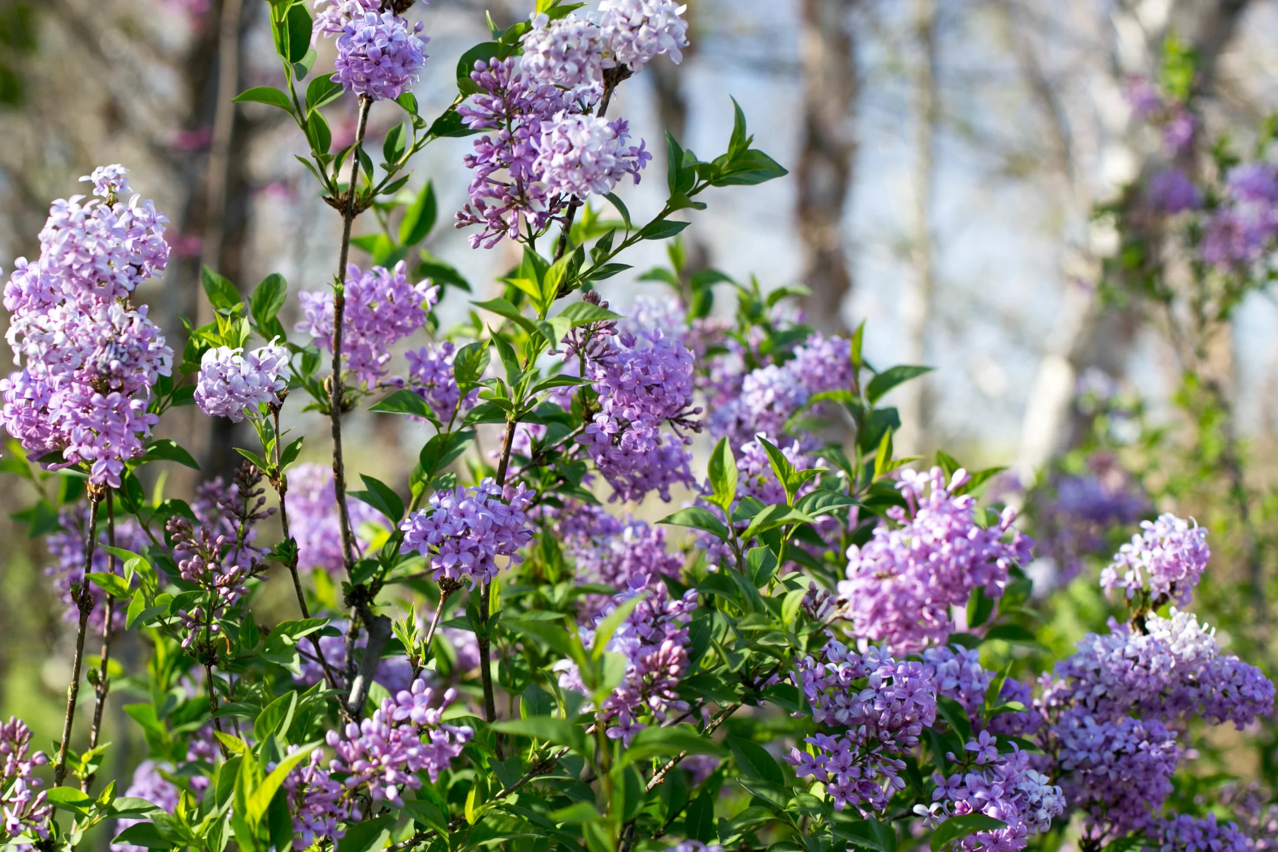 Fragrant Chinese Lilac