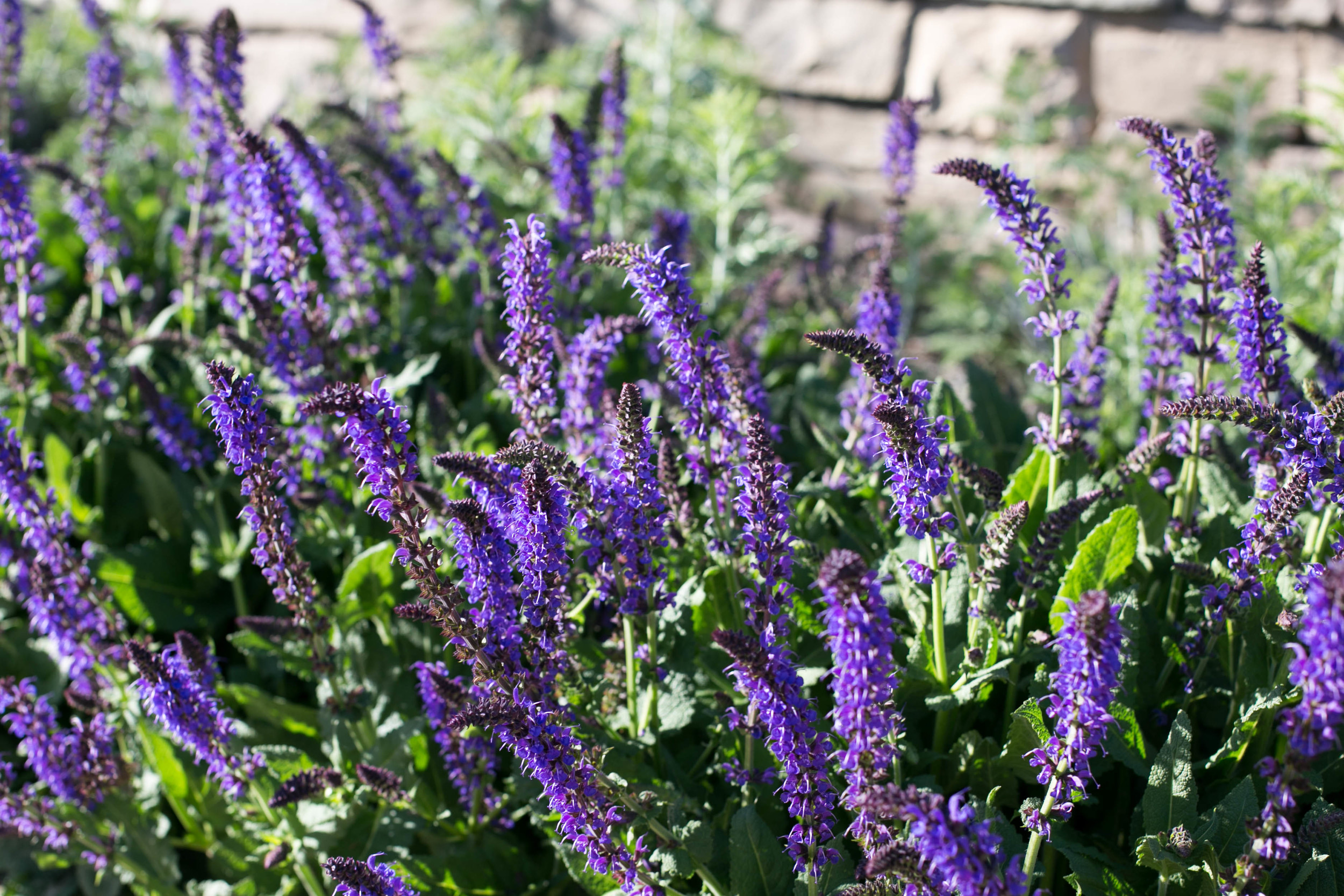 Salvia nemorosa 'May Night'