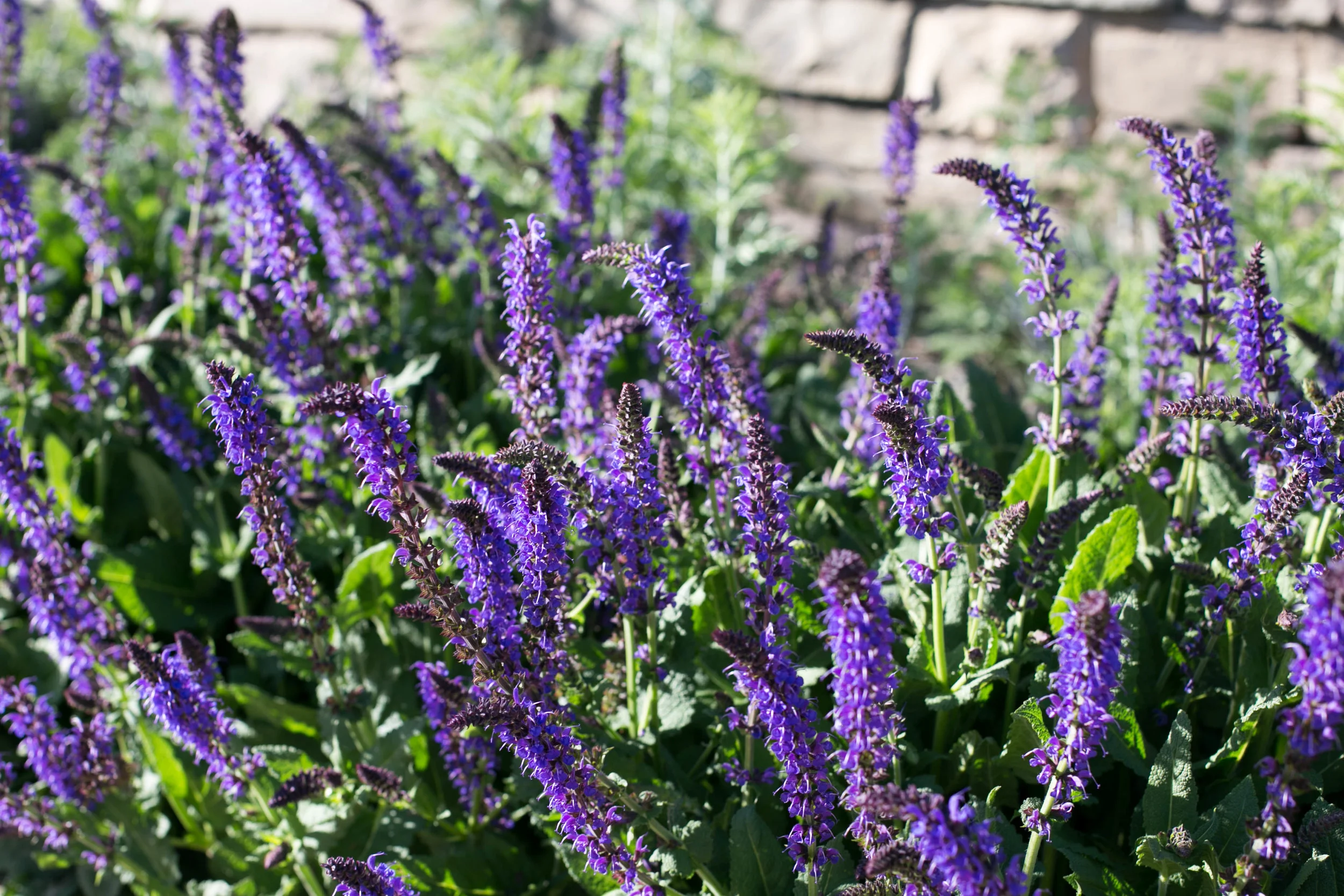 Salvia nemorosa 'May Night'